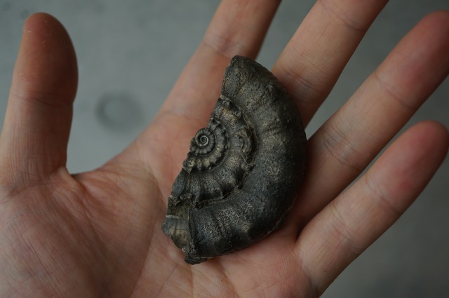 イギリス産黄鉄鉱化アンモナイト  Pyritized Ammonite 2313