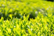 ほうじ茶ティーバッグ5個入り（タグ・ひもなし）｜毎日に寄り添うやさしい一杯