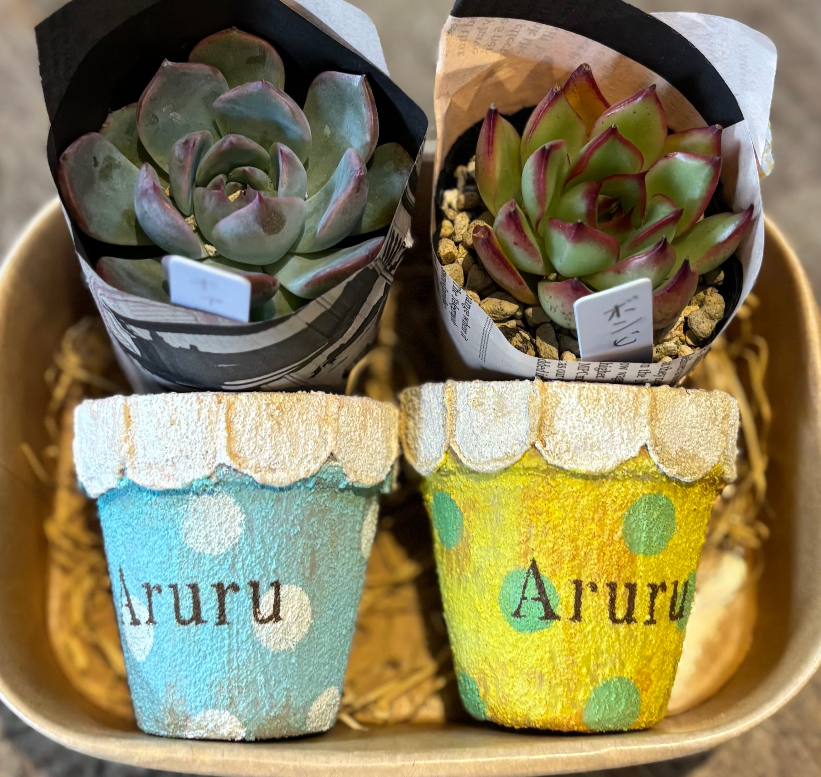しじみ蝶錦 多肉植物 | aruru