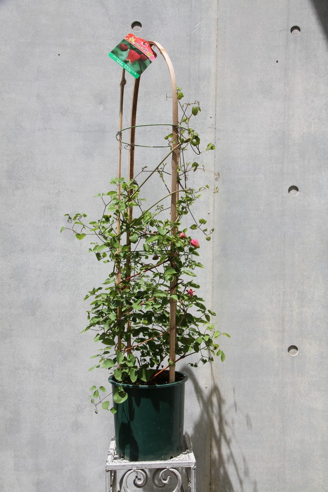 クレマチス 押切 オシキリ 開花鉢 クレマチスの丘 フラワーショップ クレマチス 押切 オシキリ 開花鉢 クレマチスの丘 フラワーショップ