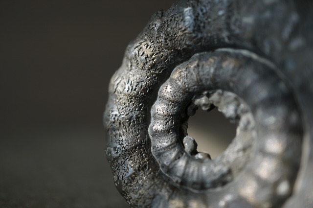 イギリス産黄鉄鉱化アンモナイト  Pyritized Ammonite 2314