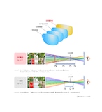 【度付き】ヘンコウレッド30 -取り扱い店舗限定偏光レンズ -超硬コート標準