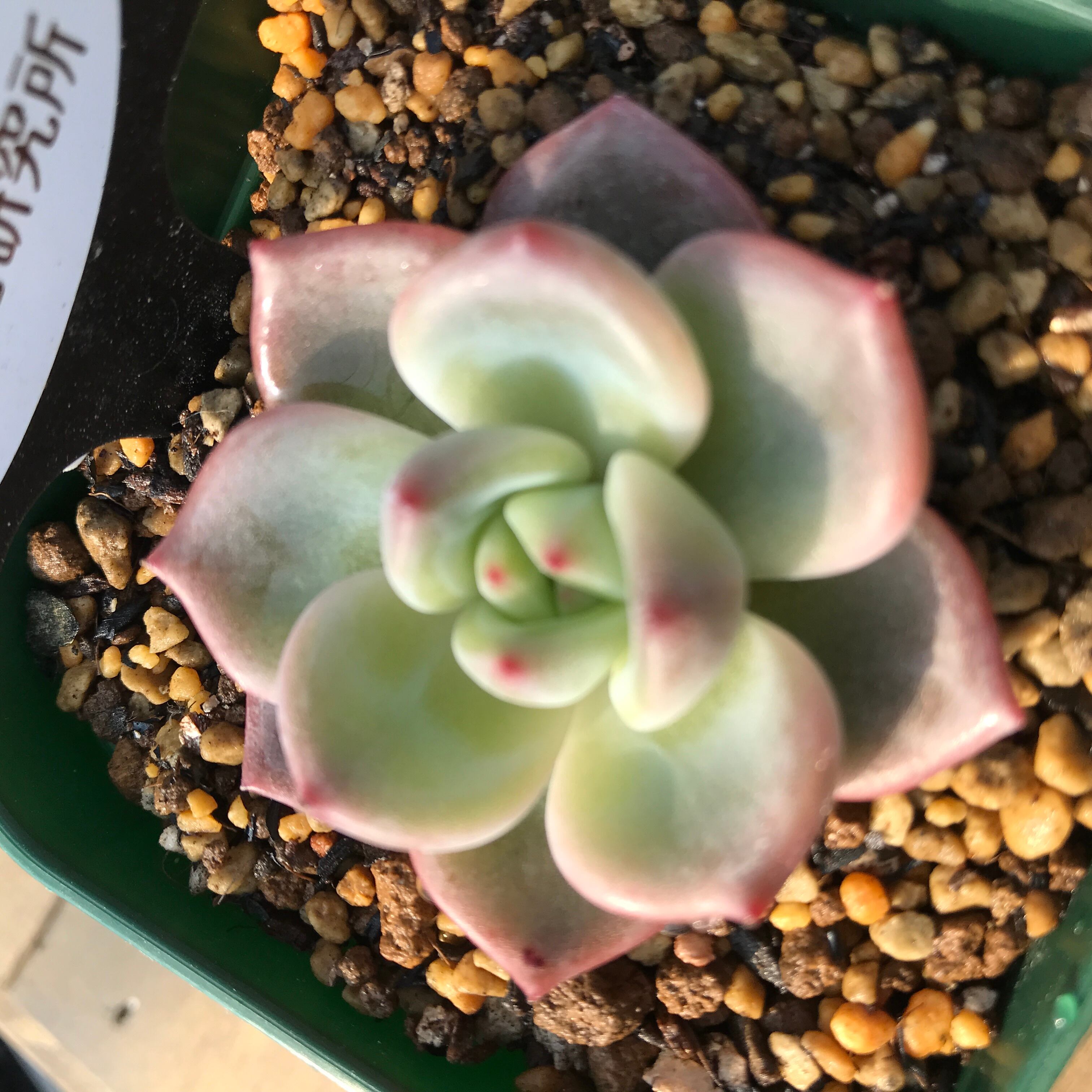 現物商品 ピンクシャンペーン Echeveria Pink Champagne 輸入苗 多肉植物研究所