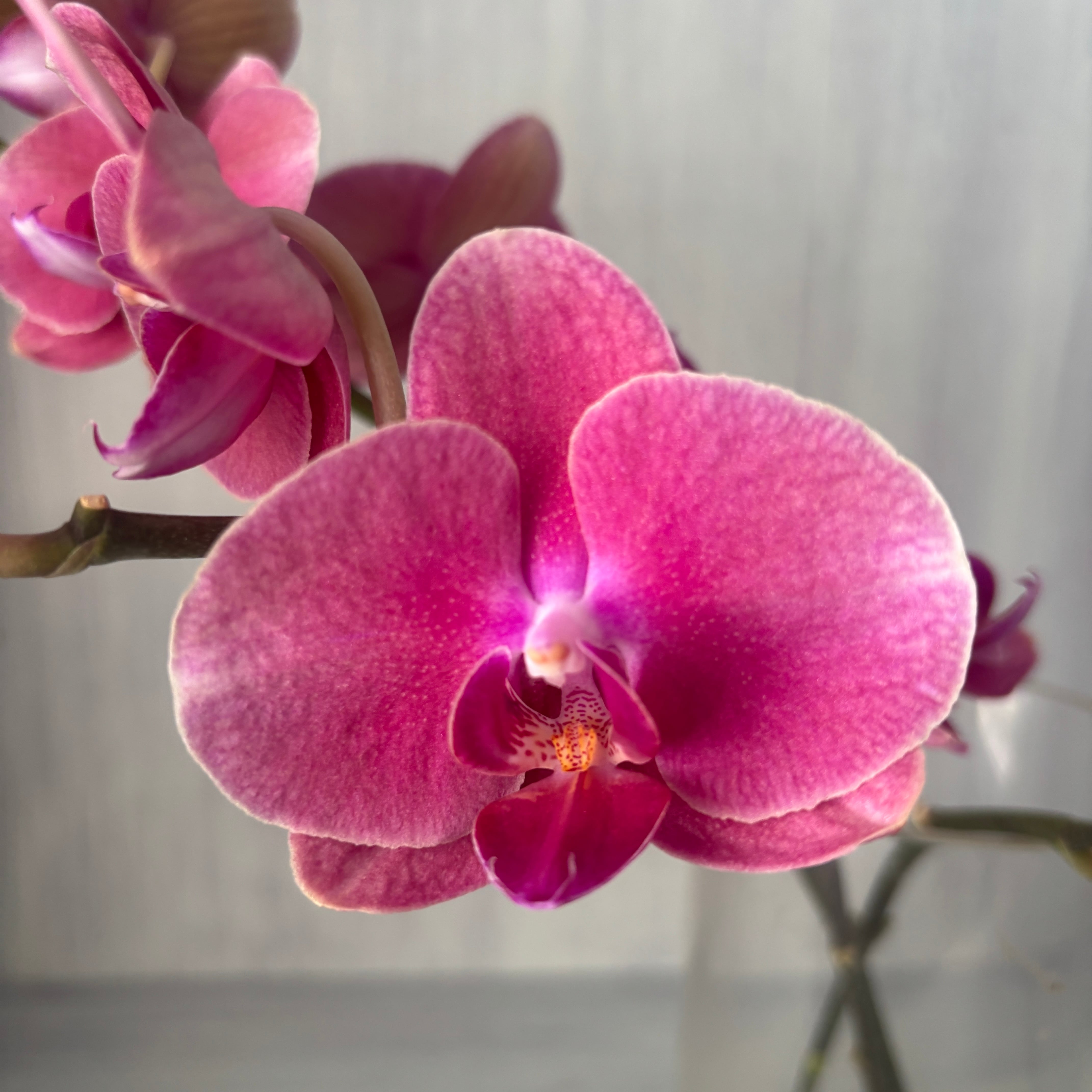 ピンク | 新鮮お花問屋 Jp-Farmers.com