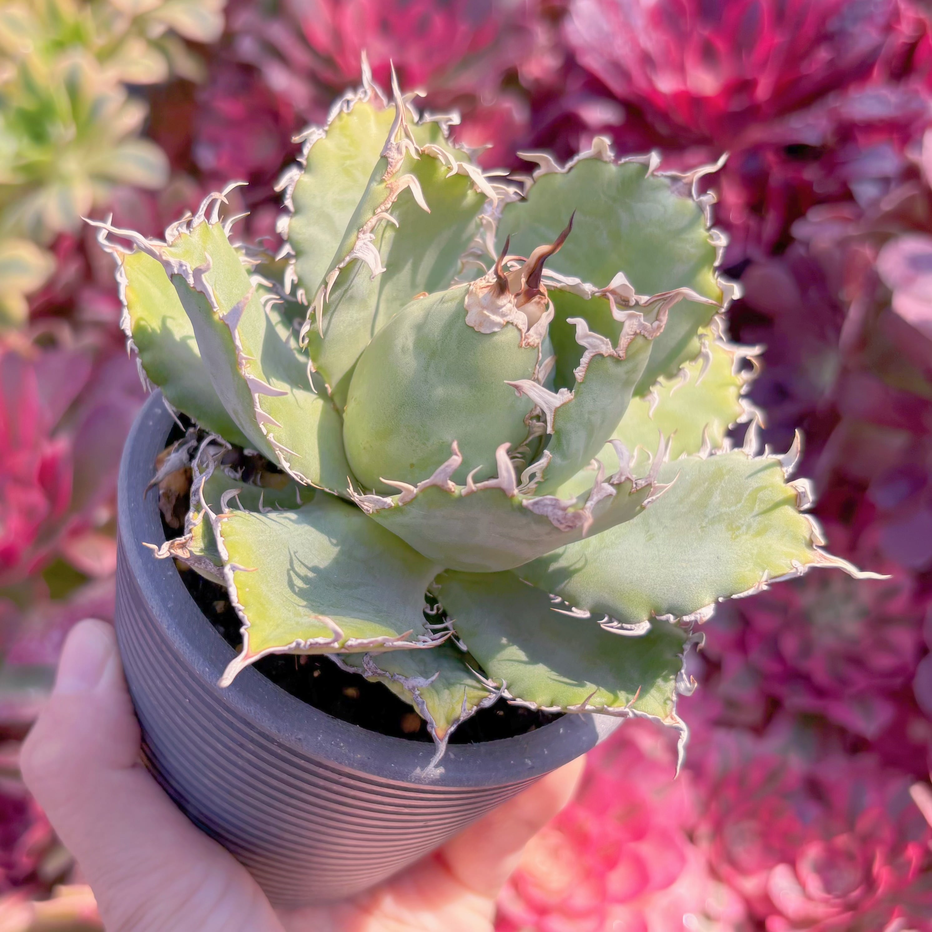 現品　アガベ　フィリグリー#F075　新入荷　るる農園