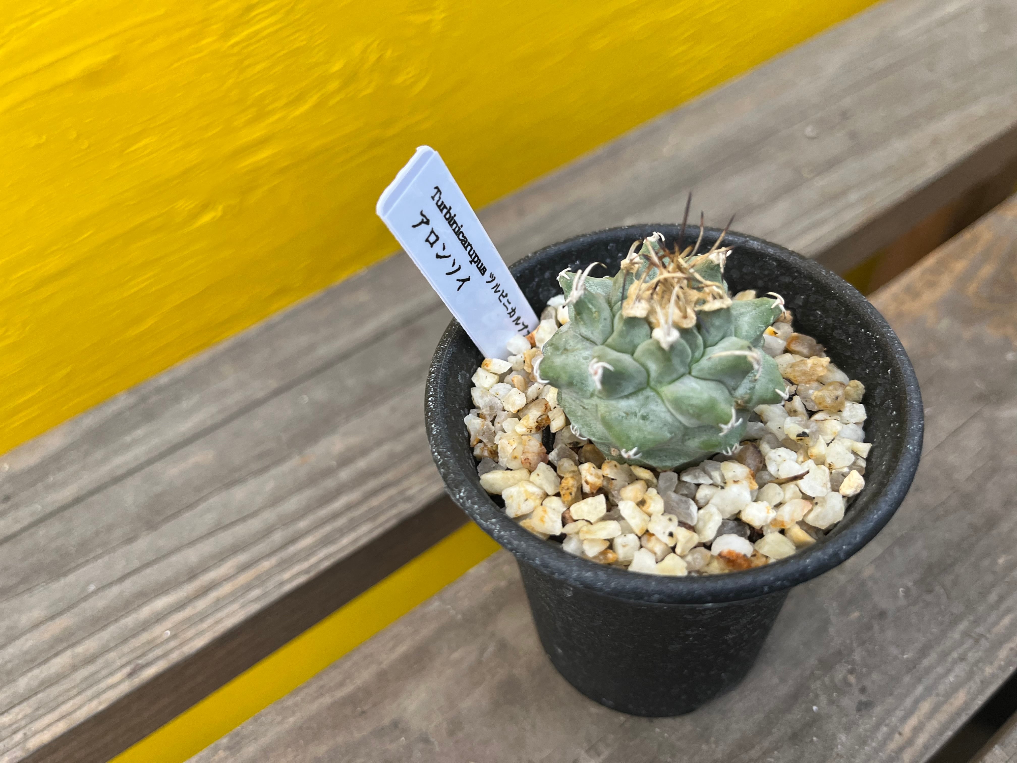 Turbinicarpus alonsoi ツルビニカルプス アロンソイ サボテン