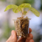 Peperomia argyreia variegated / 極斑入り スイカペペロニア