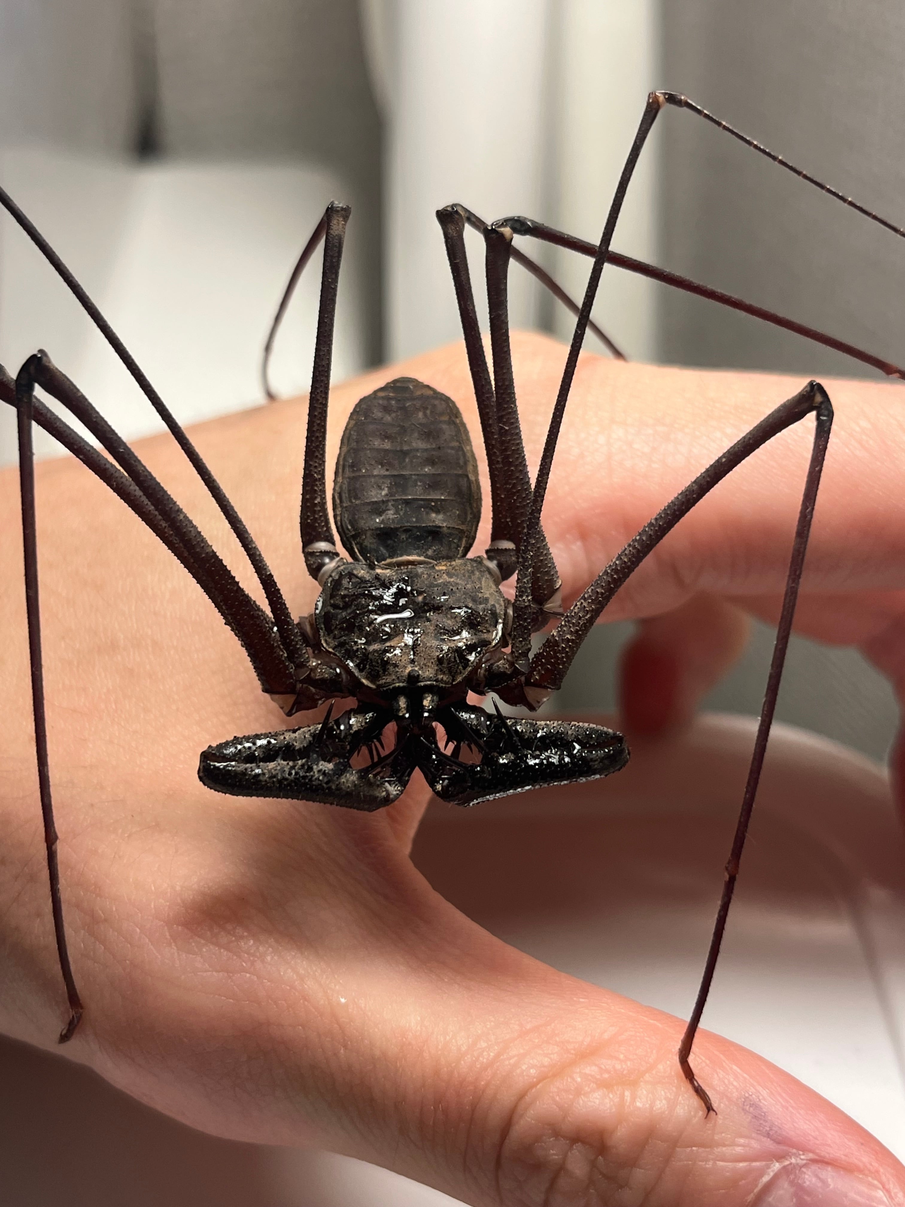 腕蟲希少種】Heterophrynus elephasウデムシ ヒヨケムシ 三大奇蟲