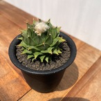 Obregonia denegrii【オブレゴニア・帝冠・実生】