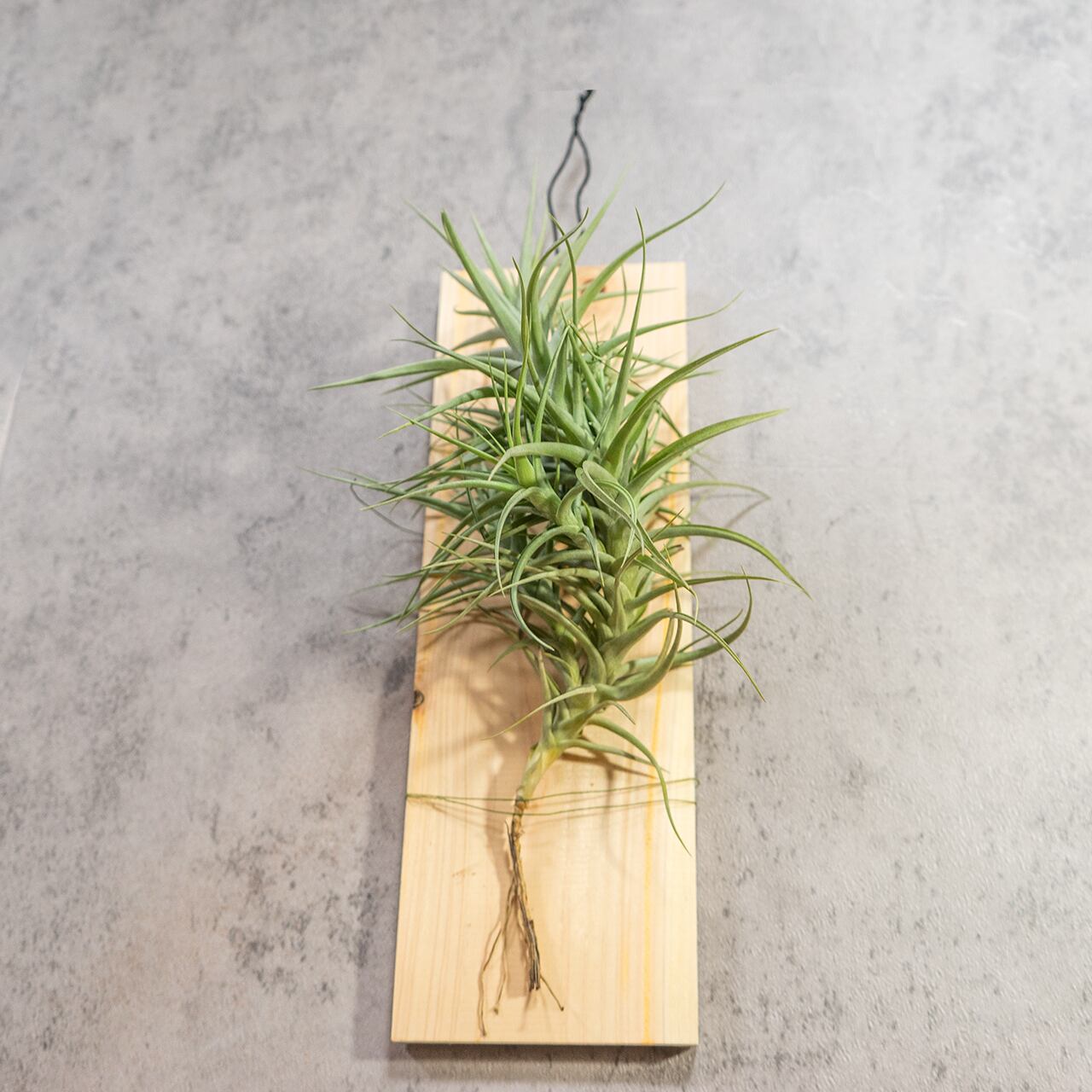 【壁を彩るアート】ティランジア ベルゲリ 群生株 古材板付け スタイリッシュな空間演出 ハイエンドなインテリア
