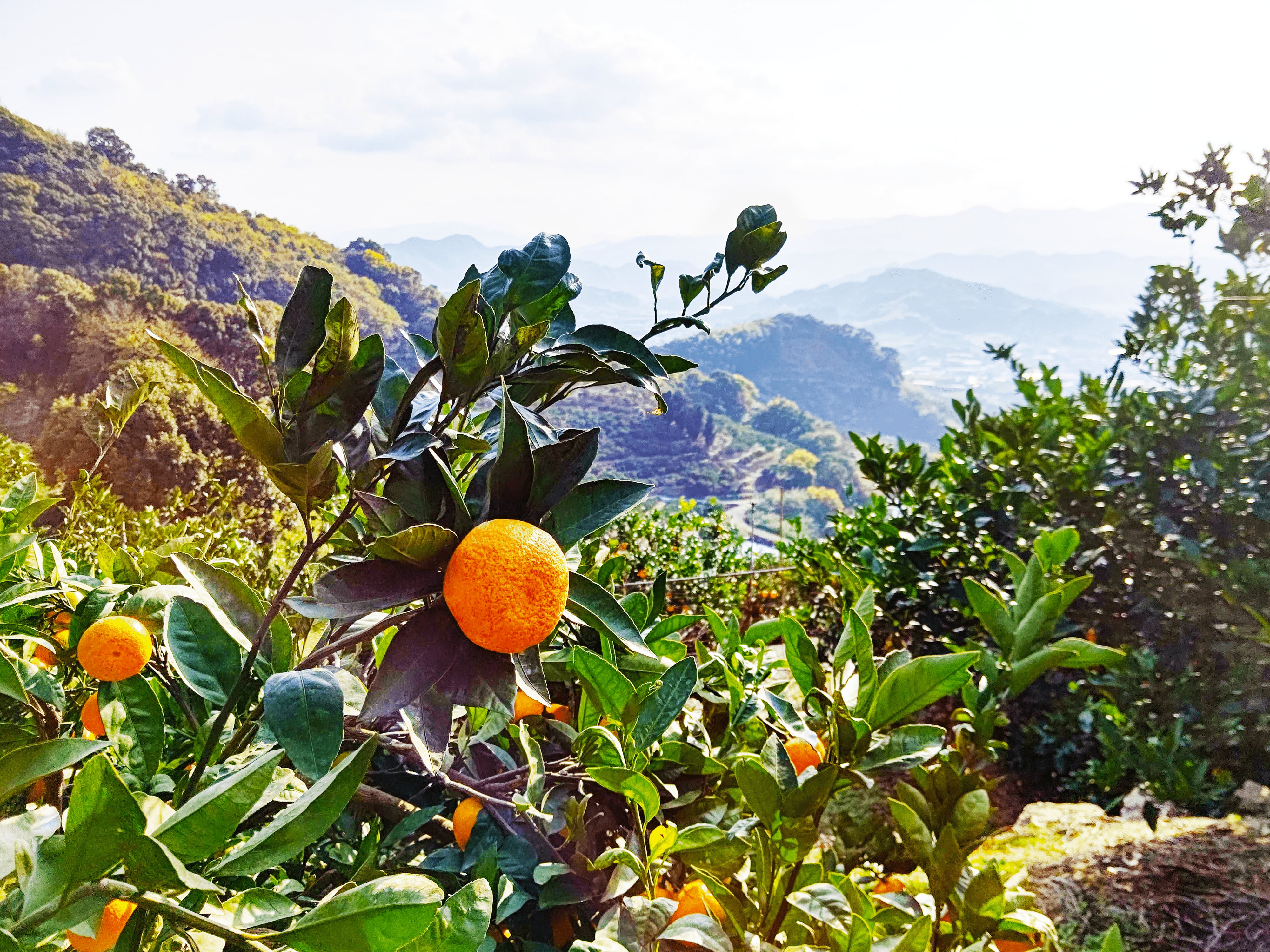 【10kg】樹上甘熟有田みかん/和歌山県産
