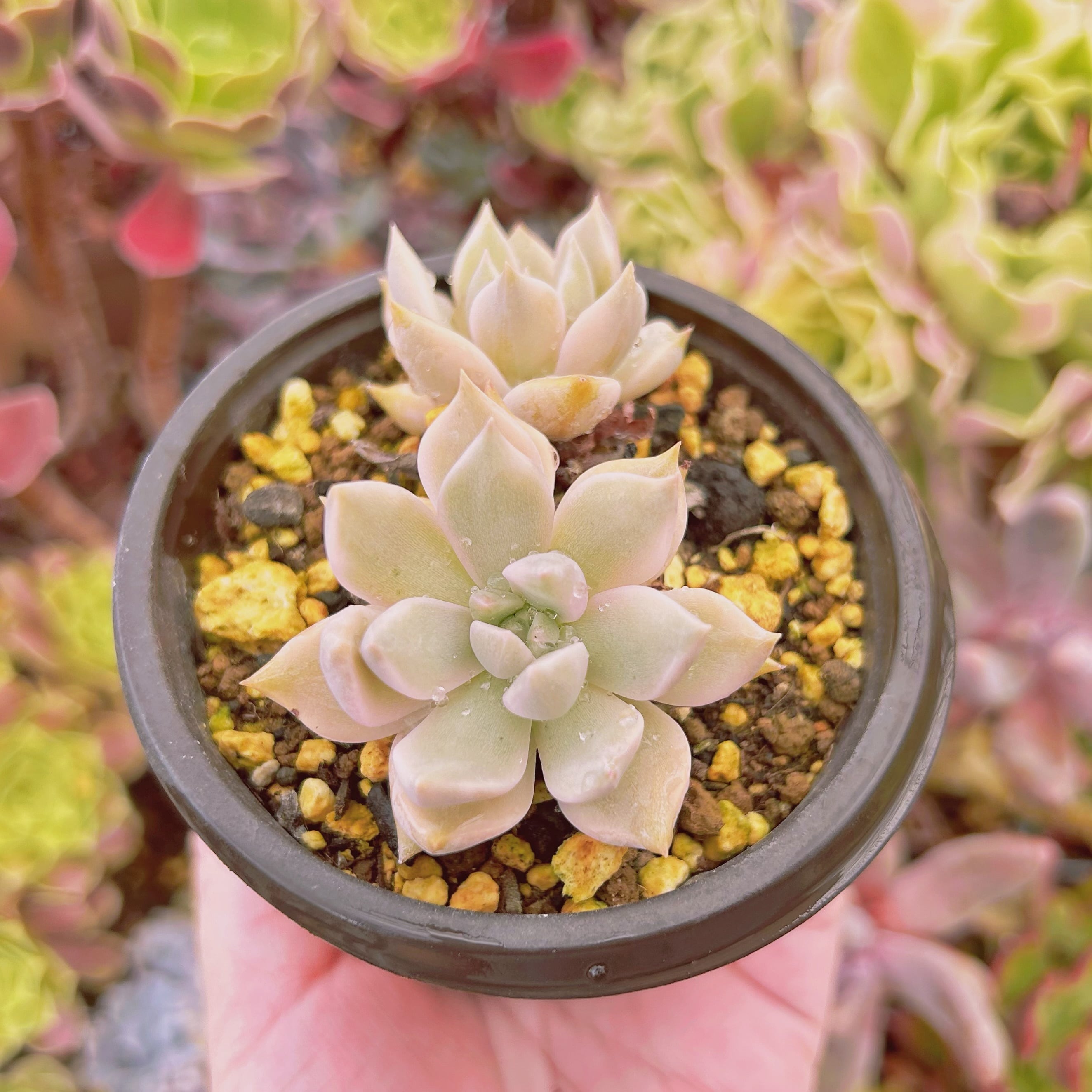 041現物 多肉植物 Echeveria カリナ錦 抜き苗 | PAY ID