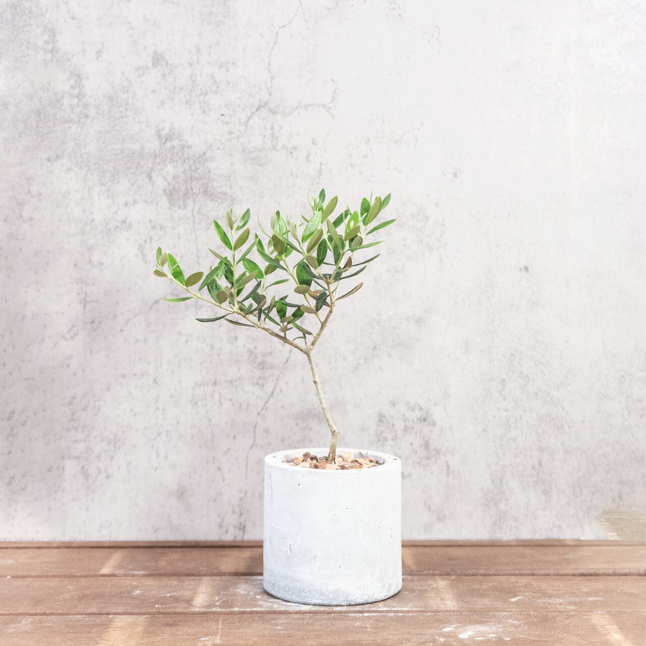 卓上サイズのミニ観葉植物 オリーブの木 マンザニロ こだわりのモルタルの手作り鉢 省スペースで飾れるインテリア【虫発生抑制】