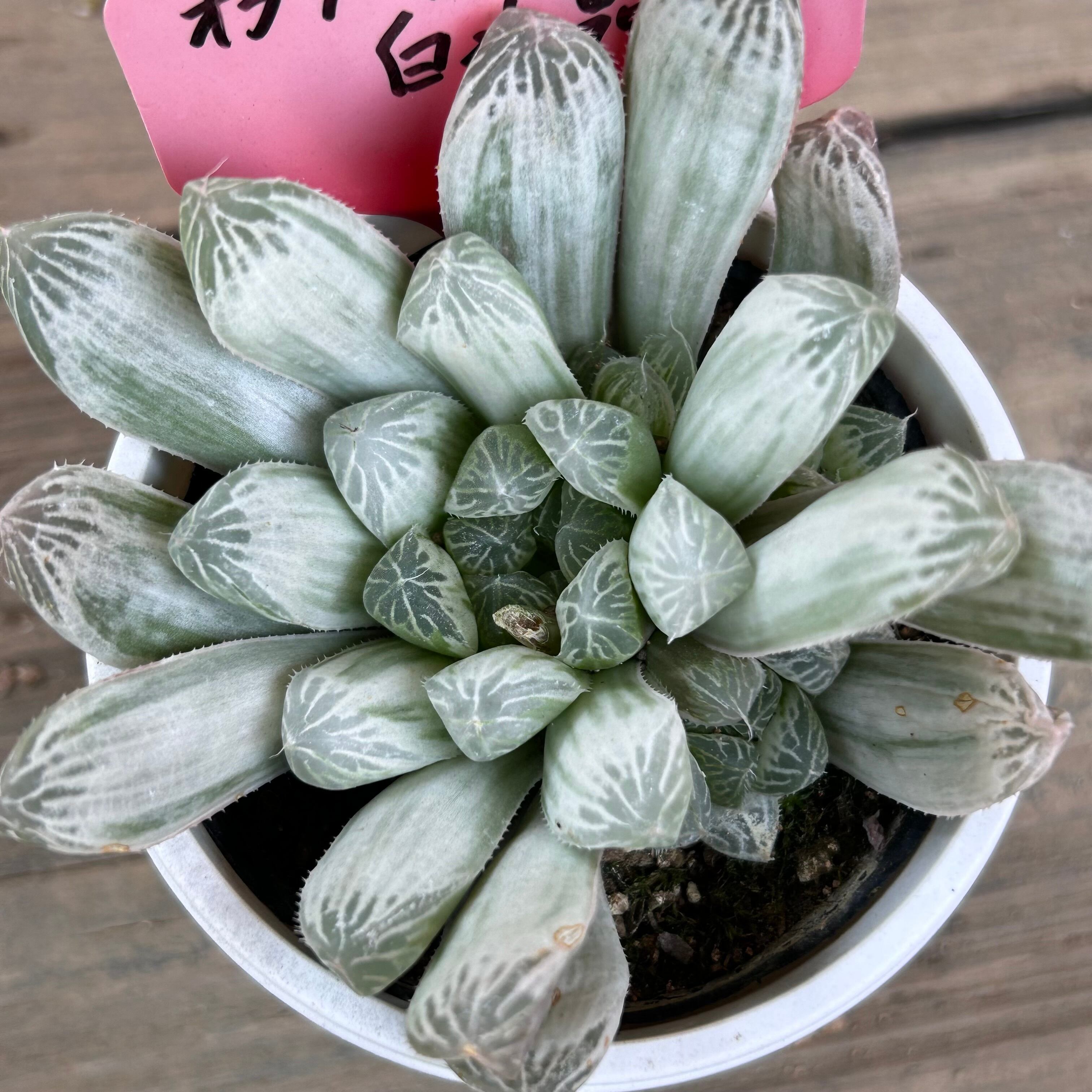 白水晶 ハオルチア(赤タグ | RuPo 多肉植物専門店