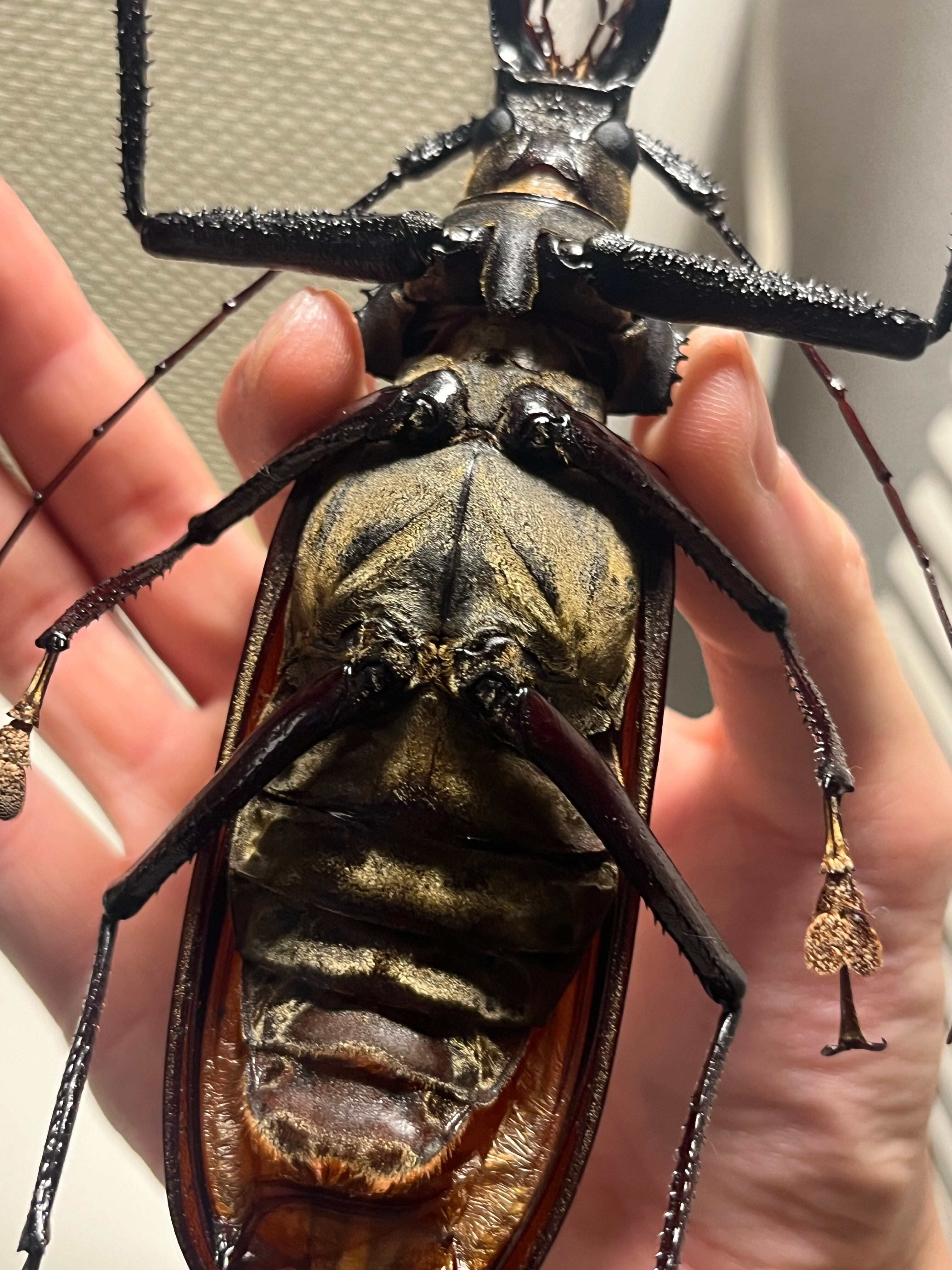 127mm】スジバネトゲフチオオウスバカミキリ ブルウスバカミキリ