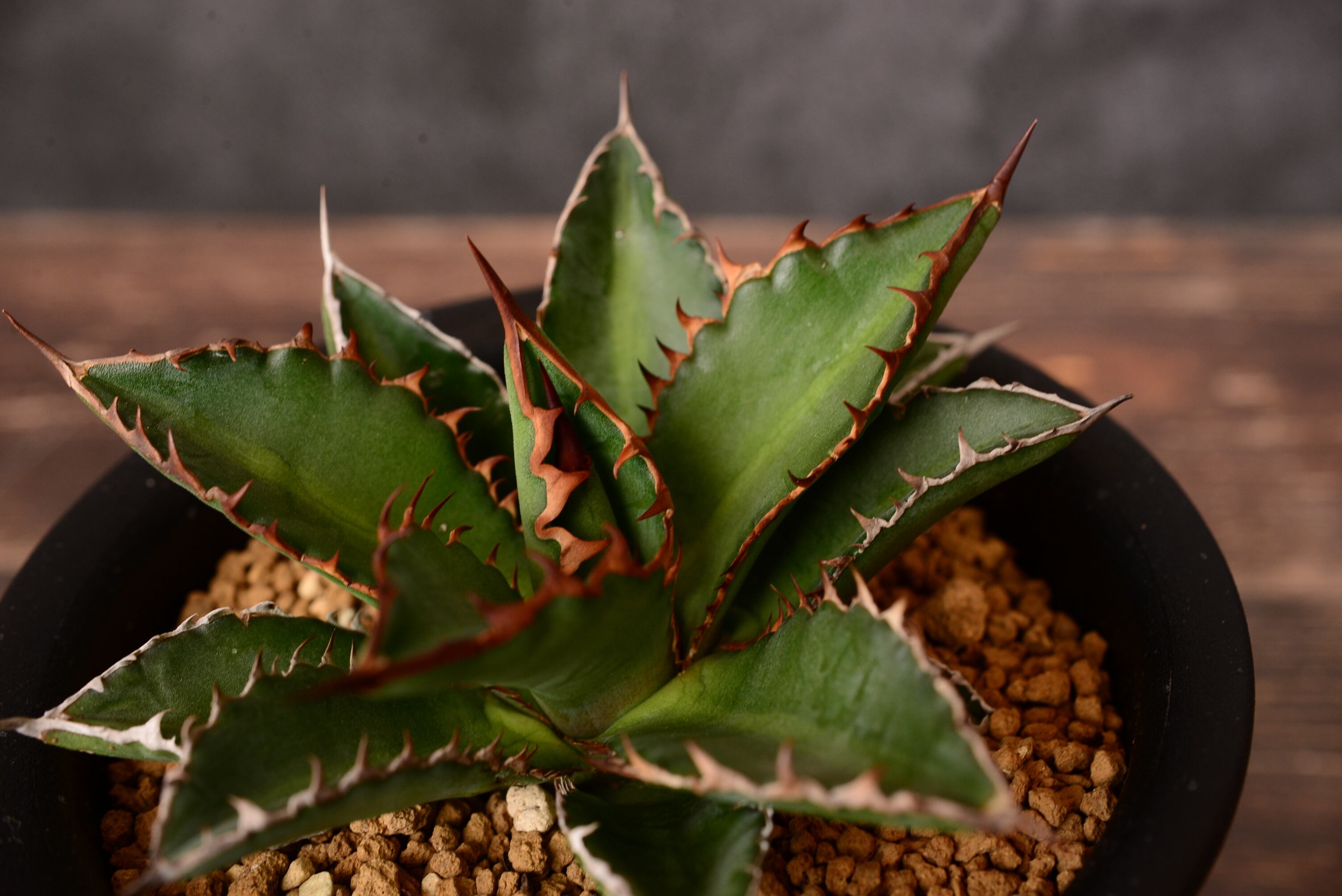 アガベ ホリダ ドワーフ | N collect plants