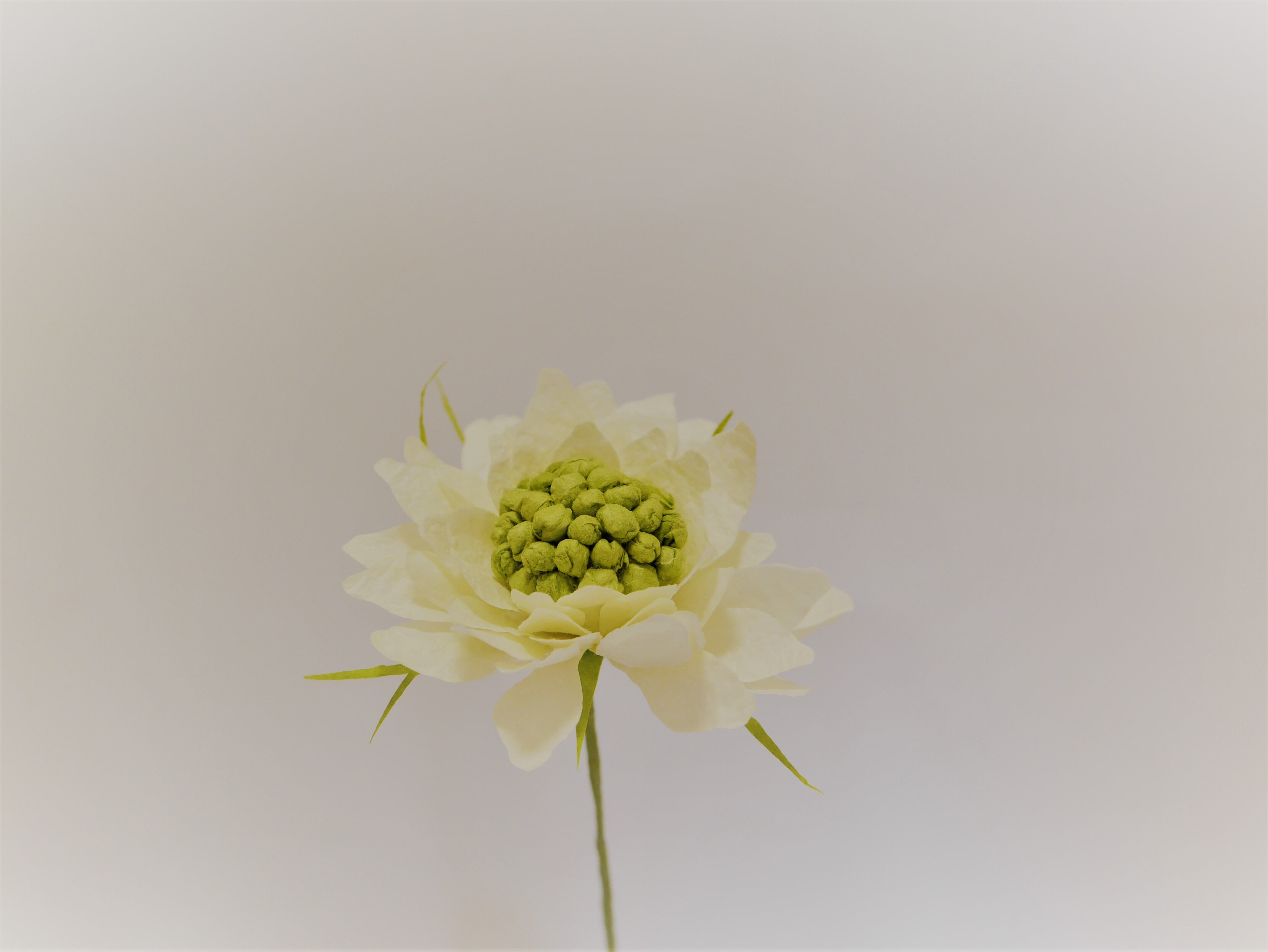 越前和紙で手作り花のキット【上級編】_スカビオサ