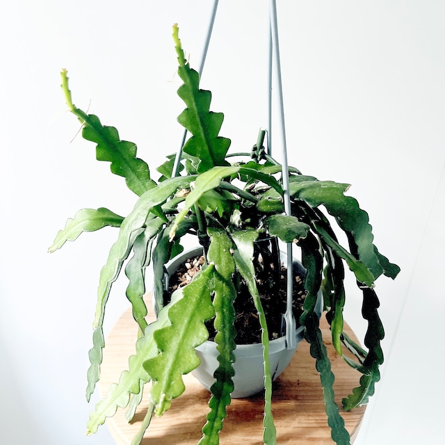 【登録品種】ポトス テルノリンダ 観葉植物 吊り下げ calm cafe