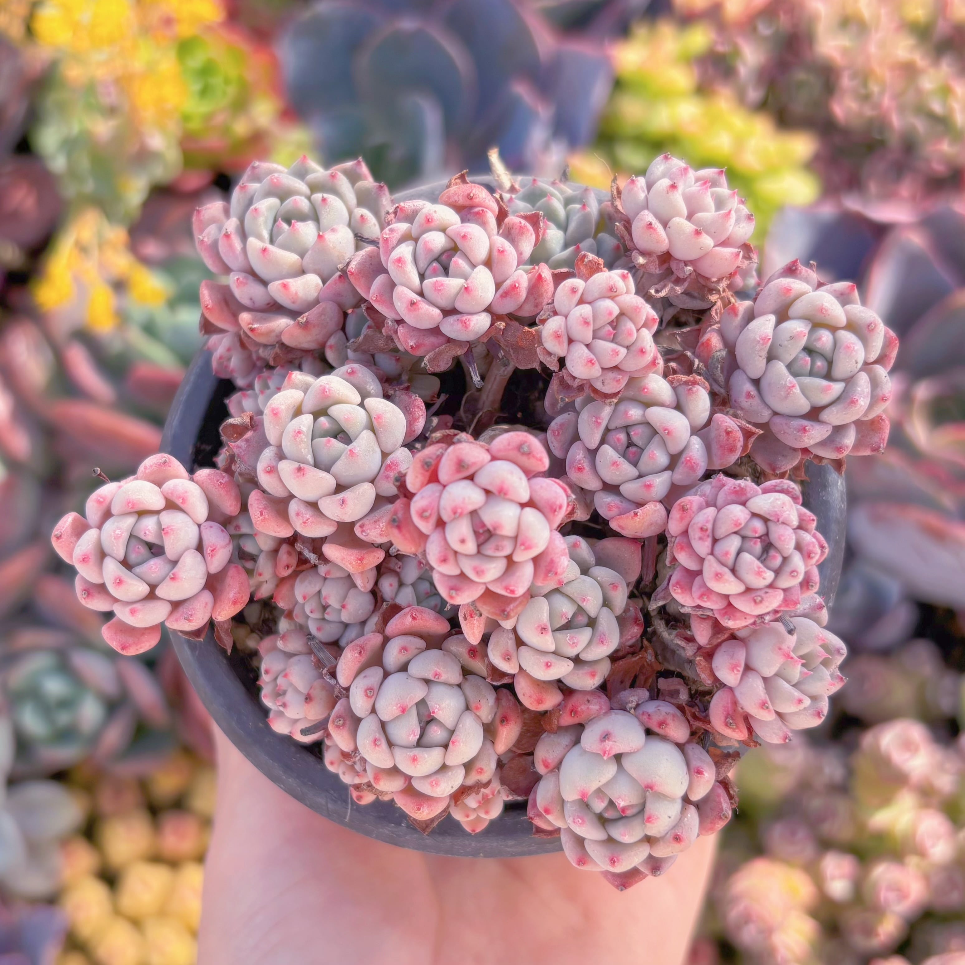 現品　スノーピーチ#F089　群生　るる農園