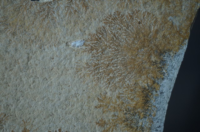 ドイツ産デンドライト 忍石 Dendritic limestone 2445