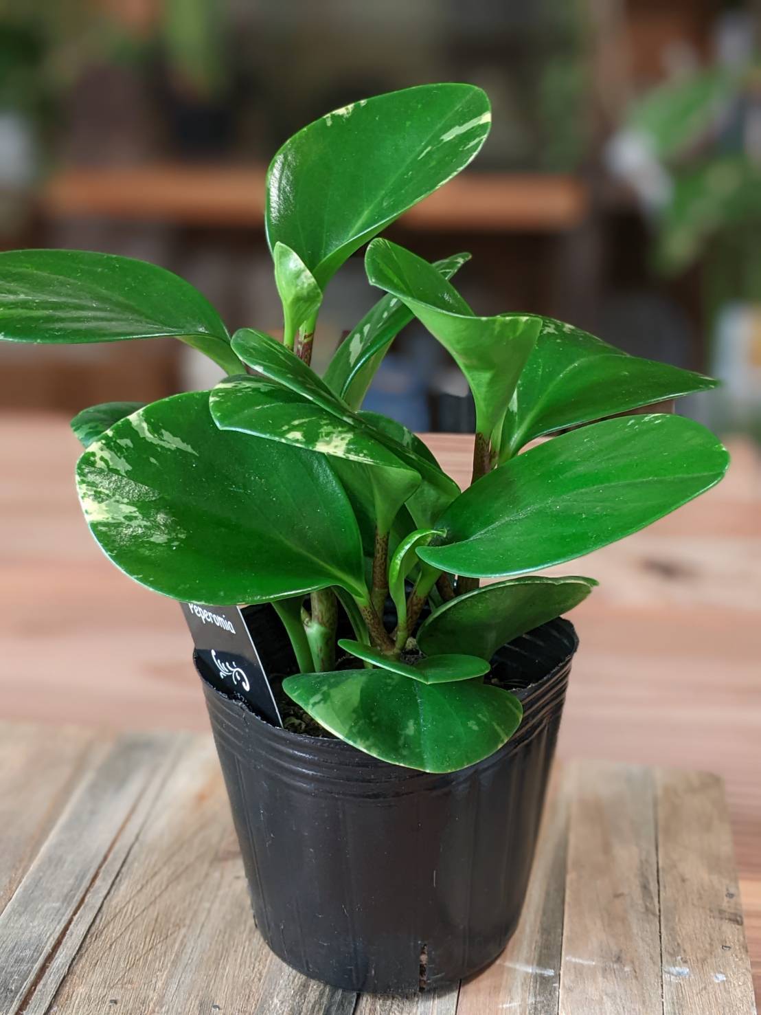 現品］【珍しい】96番 ブコニア レクルバータ バリエガータ 7号 観葉