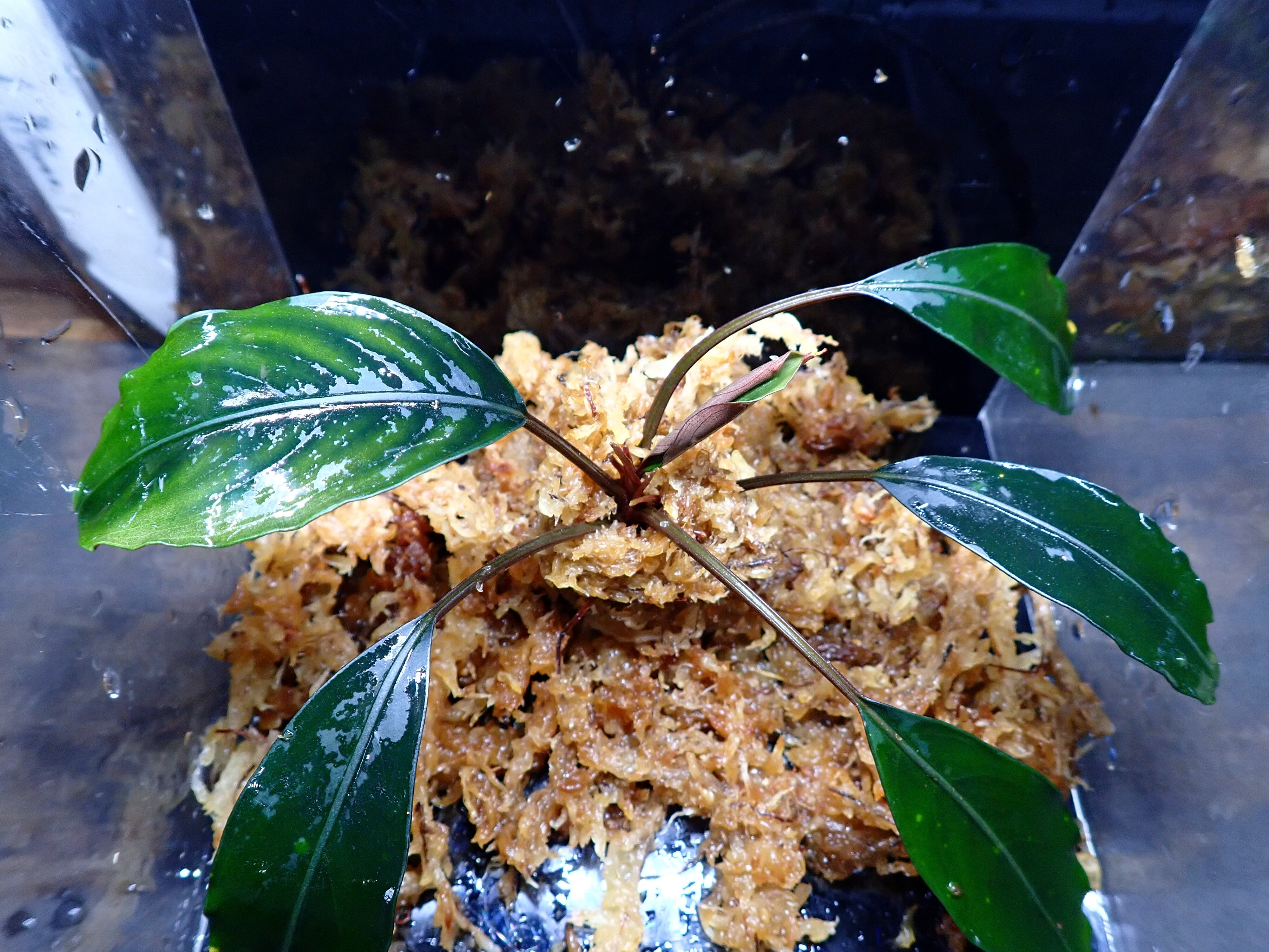 Bucephalandra sp. Dark Africa