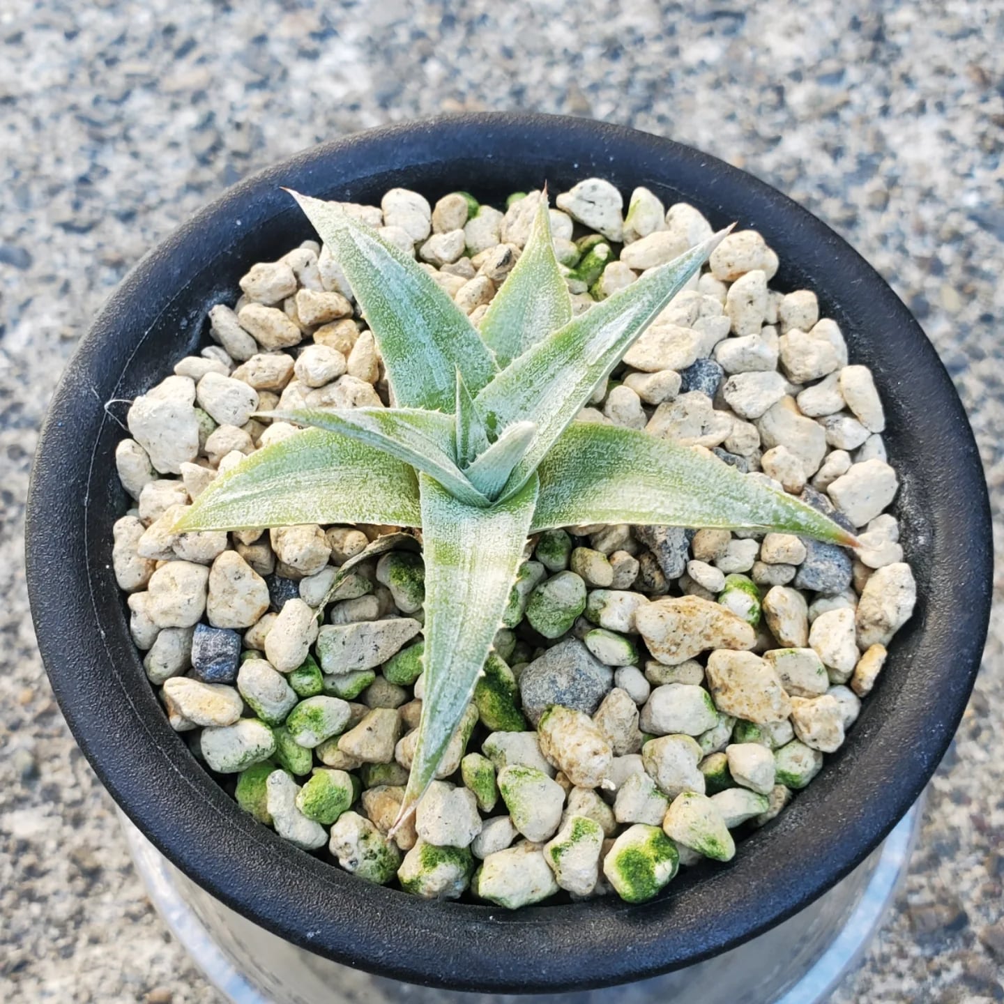 Dyckia（ディッキア） | レアプランツ通販サイトPlants Maniax
