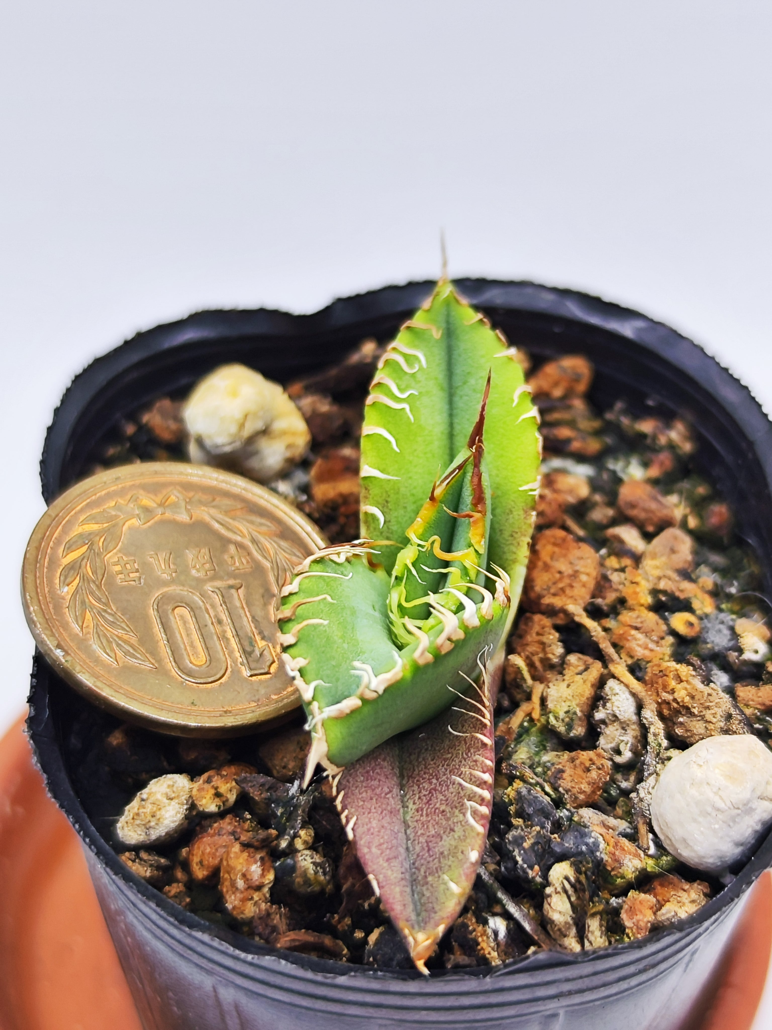 07 Shangao-001（アガベ チタノタ） | HM Plants