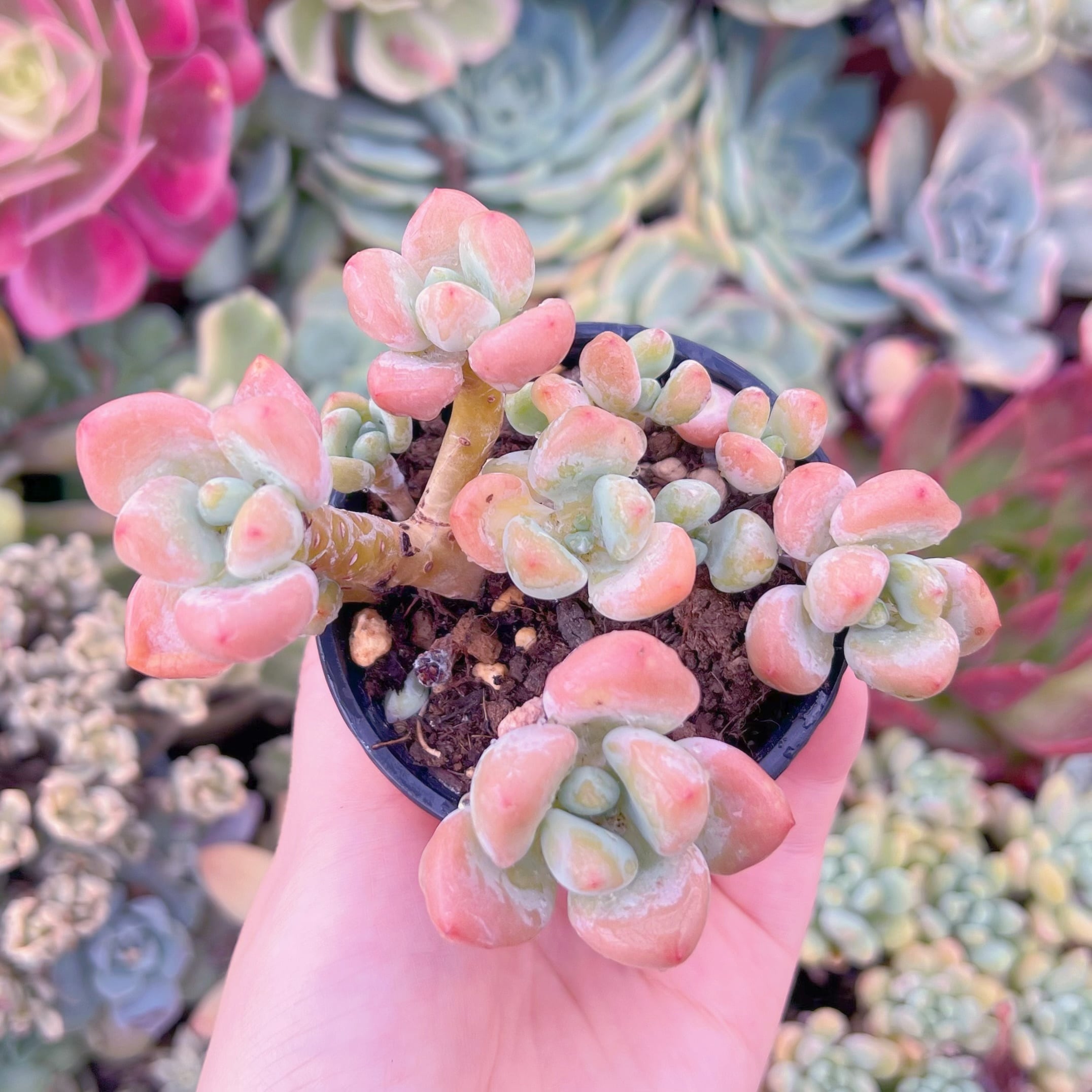 現品　マカロン#223　るる農園