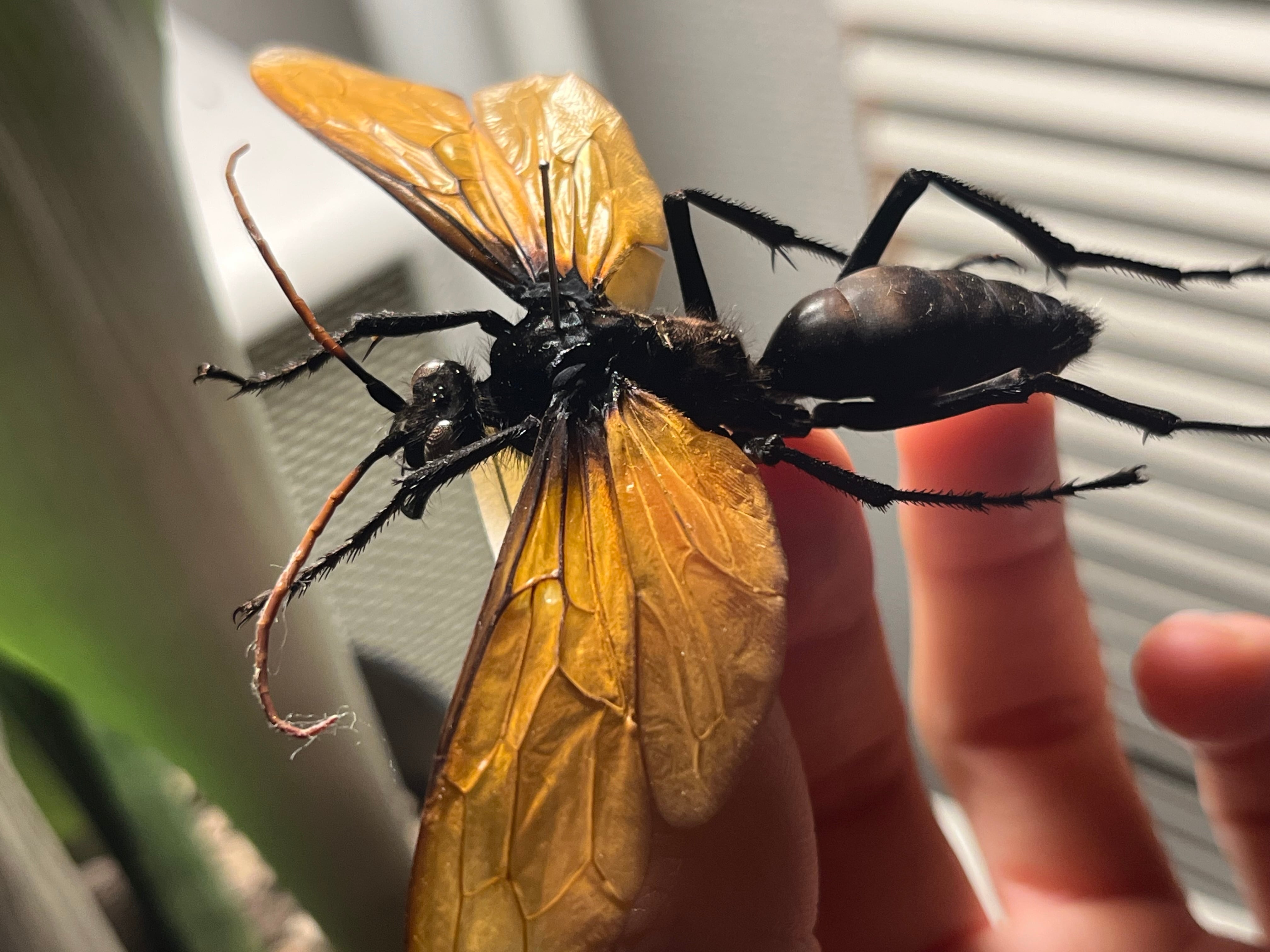 【50mm程】タランチュラホーク バードイータームカデサソリクモハチ標本 50mm程】タランチュラホーク バードイータームカデサソリクモ
