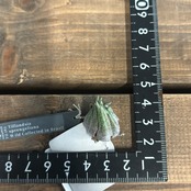 チランジア スプレンゲリアナ Wild Collected in Brazil【78】