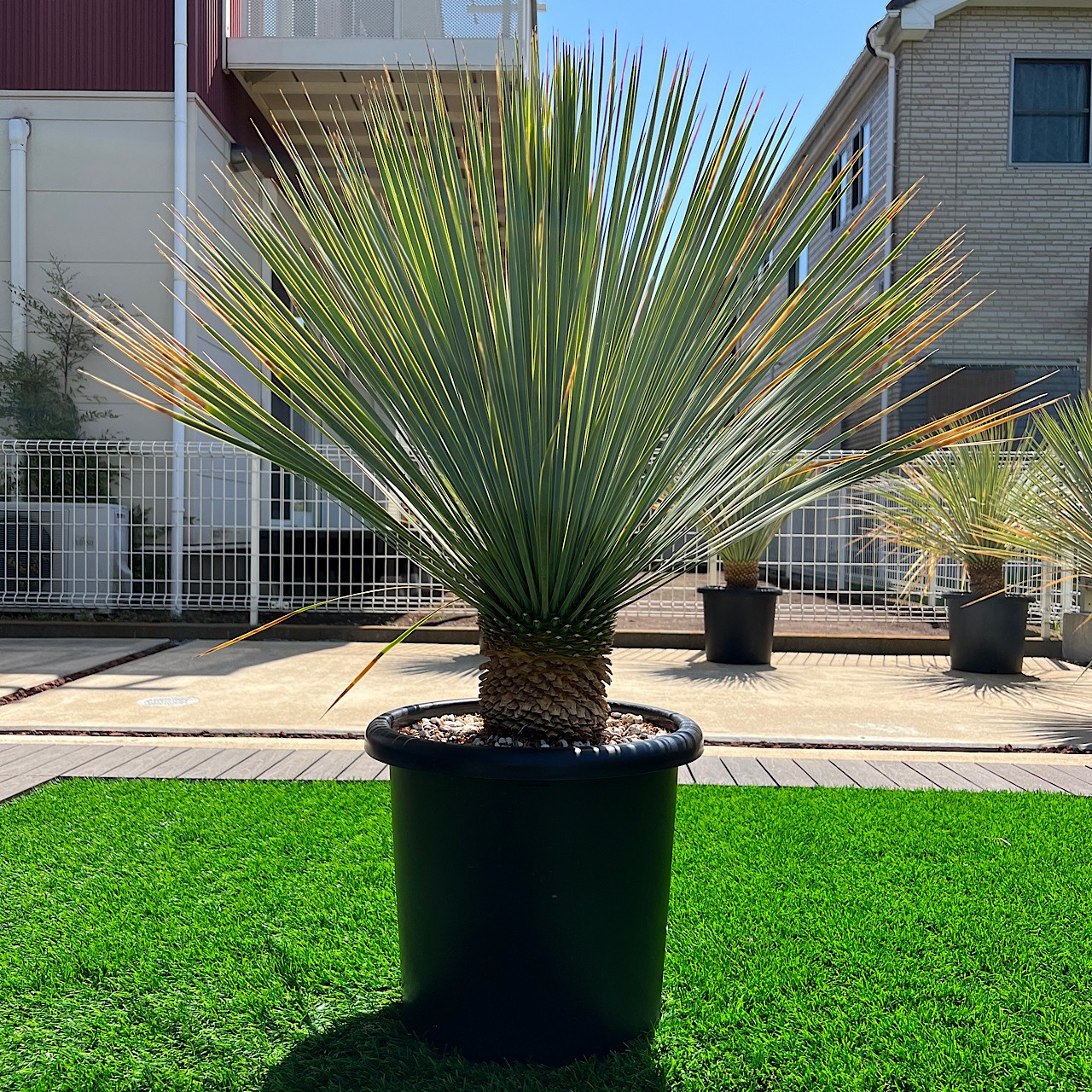 ユッカロストラータ 画像1