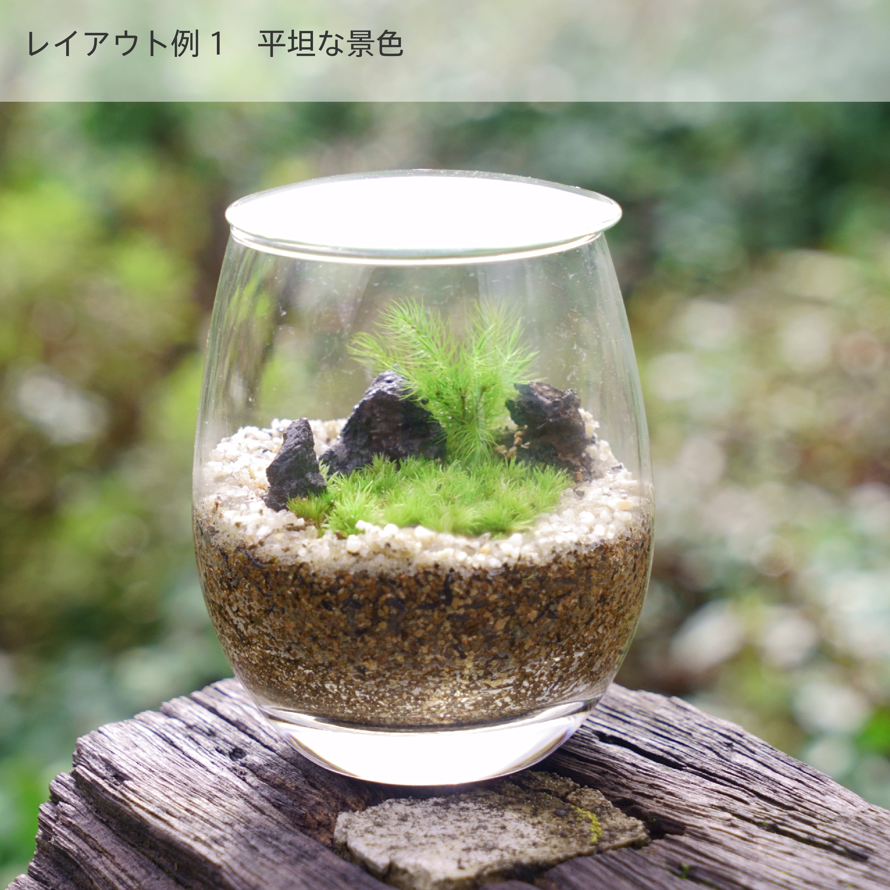 苔のテラリウムに必要なセット