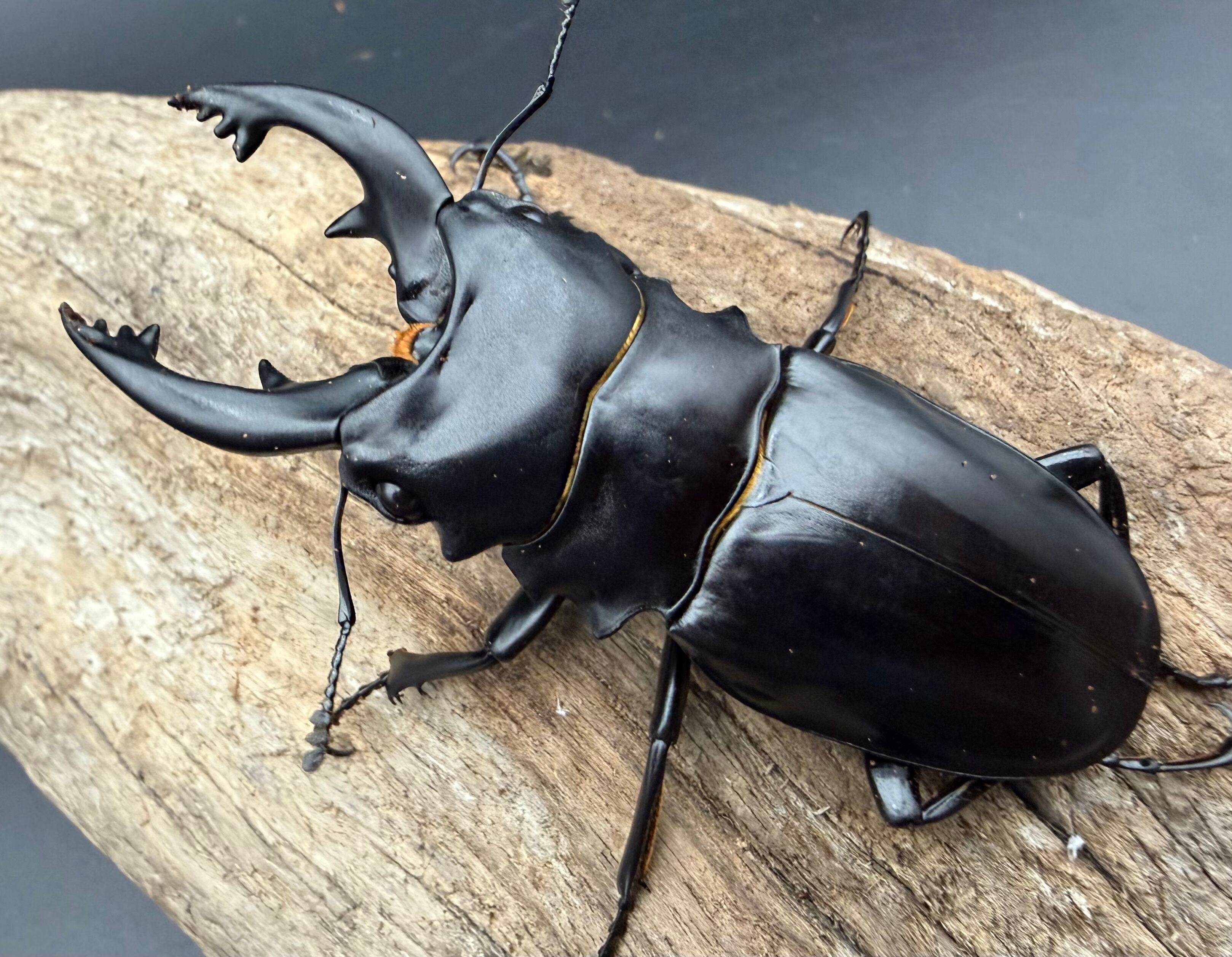 顎MAZIORA】ギガンテウスシワバネクワガタ 昆虫標本 ニジイロクワガタ