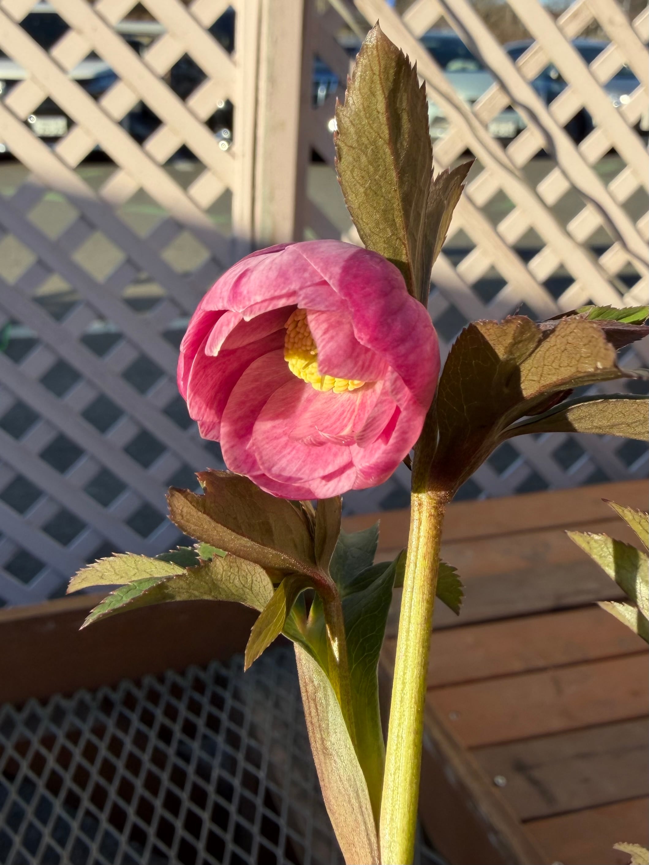 花 | あしかがフラワーパーク