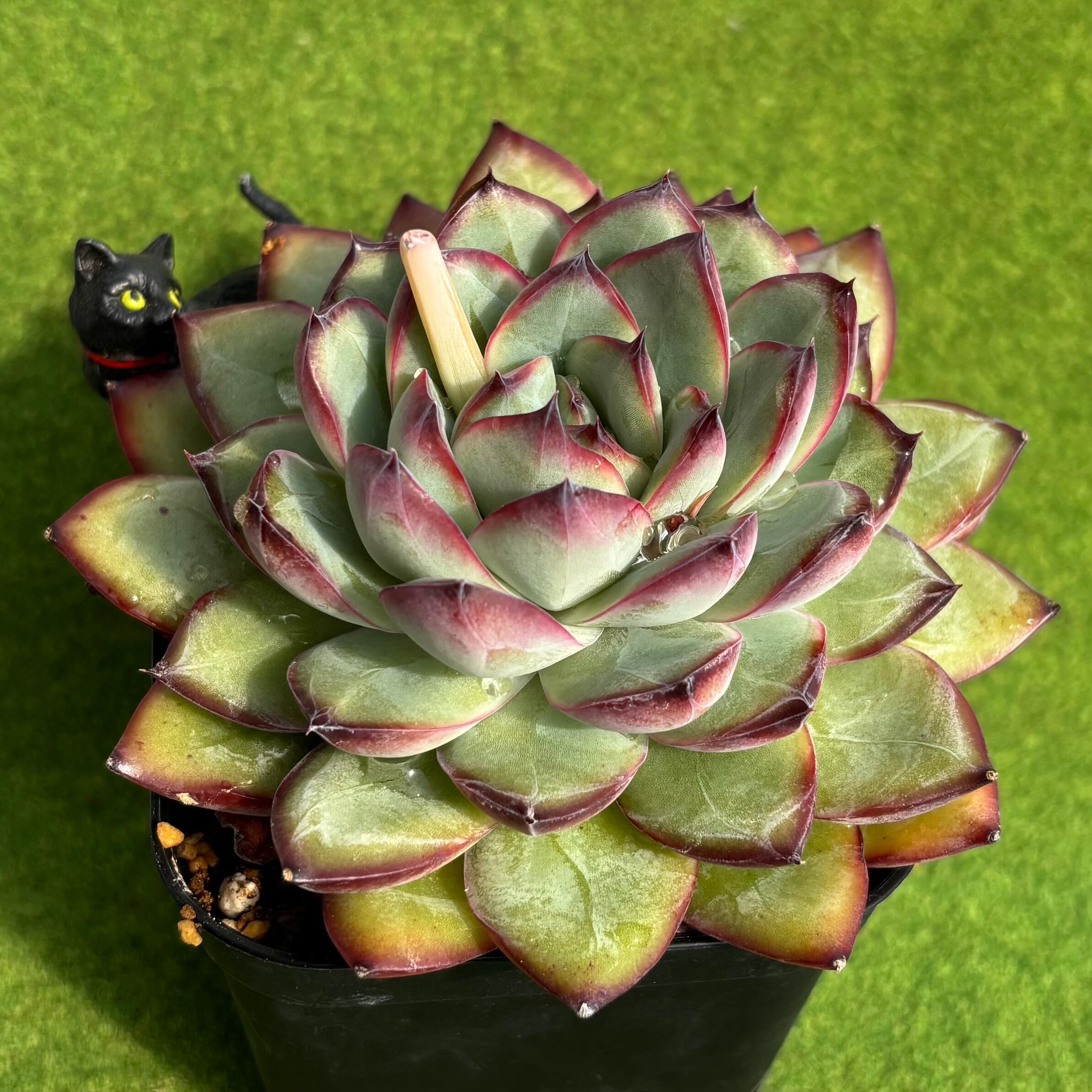 ピーチ姫（ブロンズ姫錦） | 多肉植物 豆彦商店
