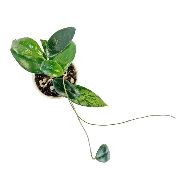 現品販売 ホヤ Hoya AH-0035 3.5号 ホヤ 鷲尾園芸 希少 レア 観葉植物