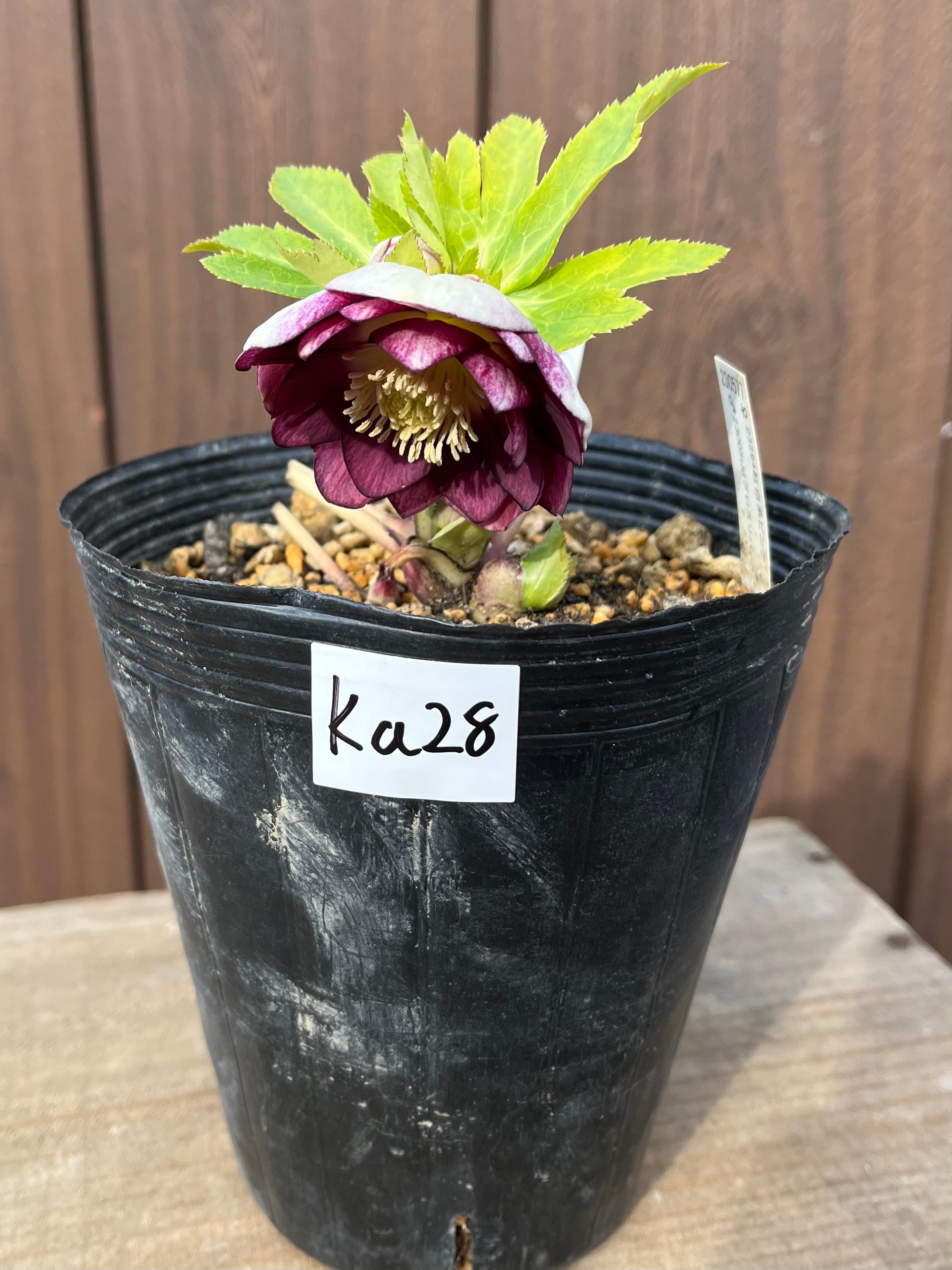 【little beastタグ付き】クリスマスローズ　デュメトルム系 little beastタグ付き】クリスマスローズ デュメトルム系