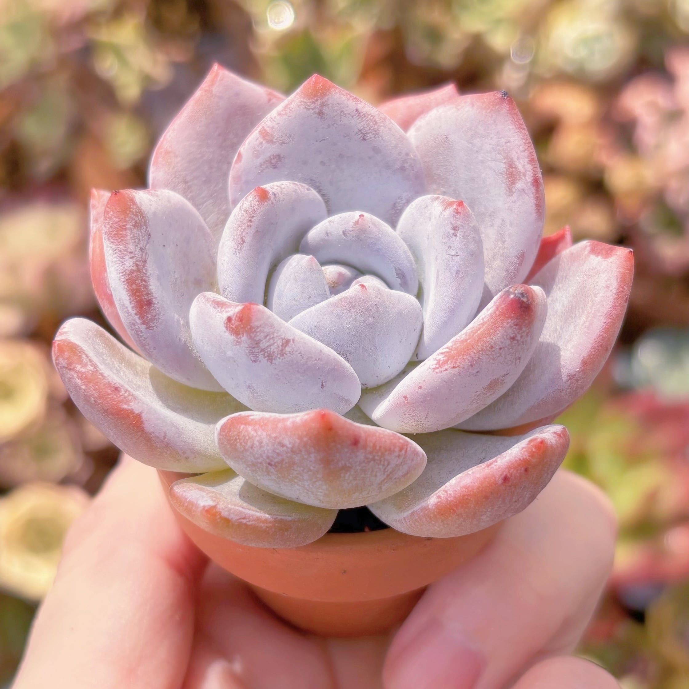 多肉植物 ミルクティー 新入荷 るる農園 | るる農園~多肉植物専門