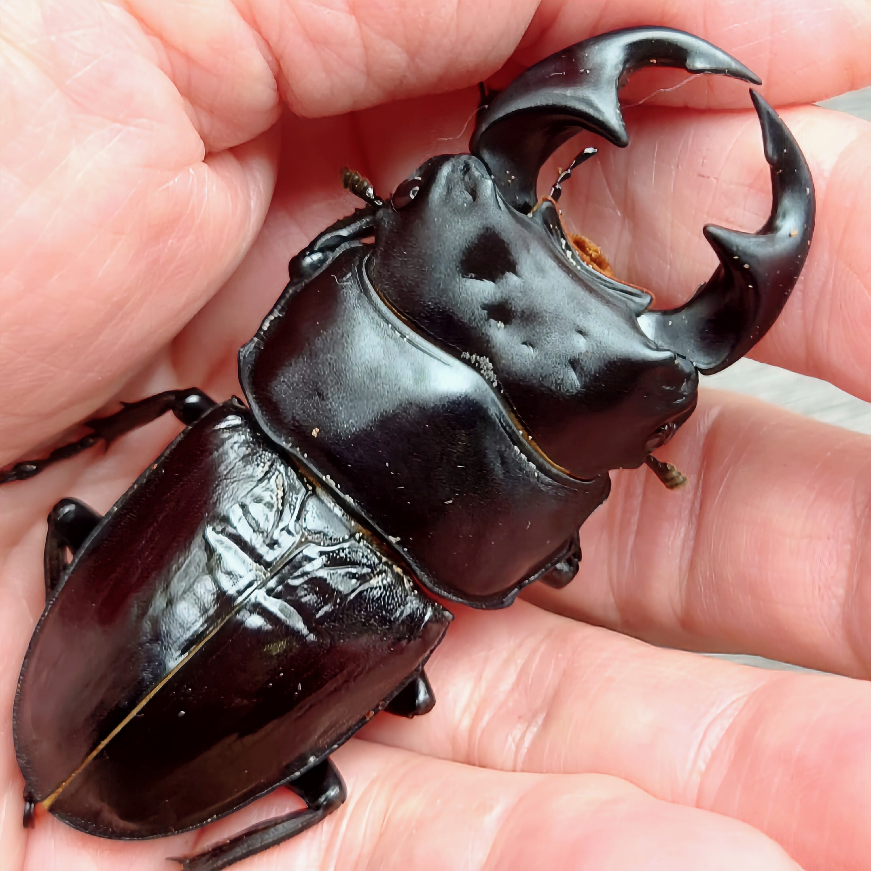 タイワンオオクワガタ　ペア　標本 台湾オオクワガタ77mm ペアセット タイワンオオクワガタ | insect