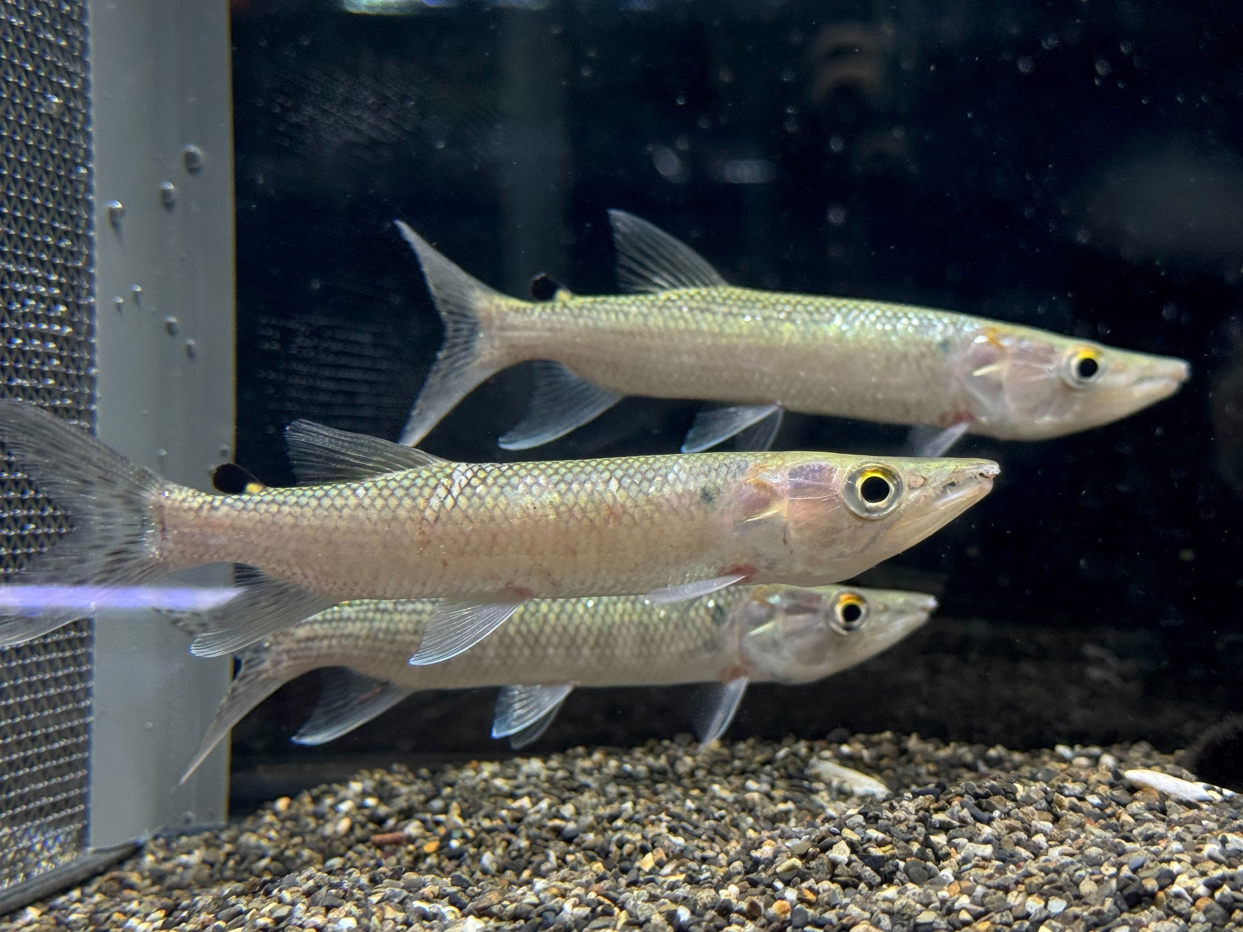 アフリカンパイクカラシン 12〜14cm | AQUASTYLEG