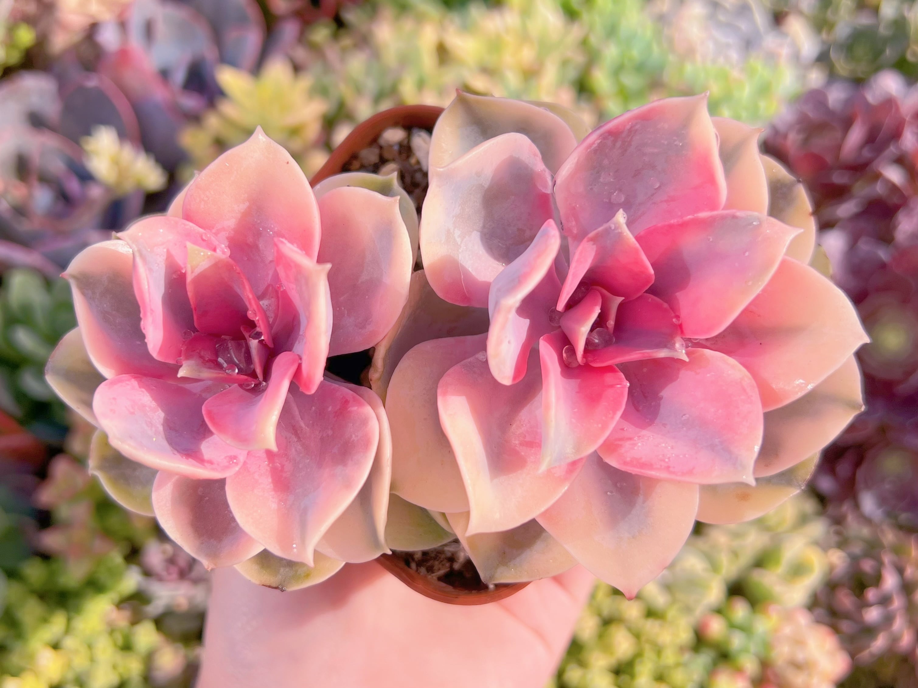 現品　レインボー#K223　群生　るる農園