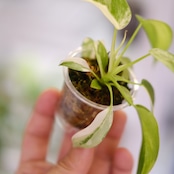 Philodendron Radiatum x Florida Beauty x Mayoi / フィロデンドロン
