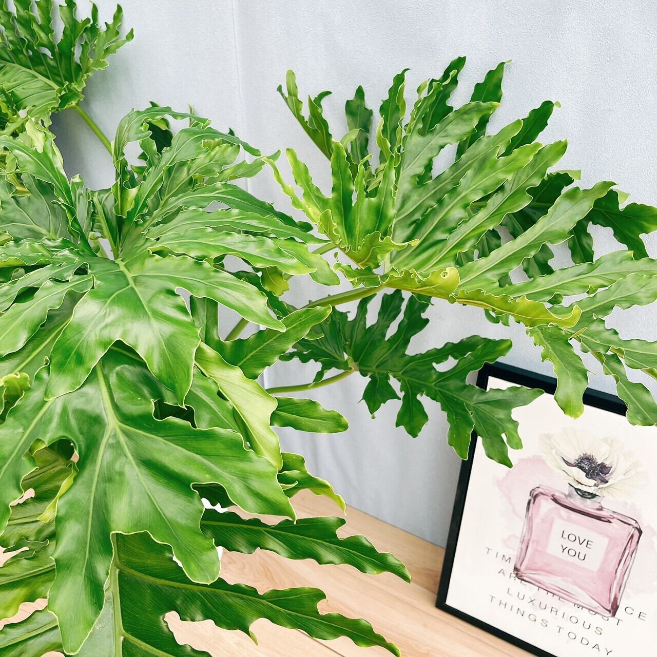 現品］13番 フィロデンドロン セローム ホープ 10号 観葉植物 室内