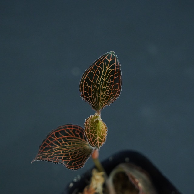 ◆現品◆アネクトキルス アルボリネアタス ’Lady's Best Friend’【ジュエルオーキッド宝石蘭／TheGAKI】#603