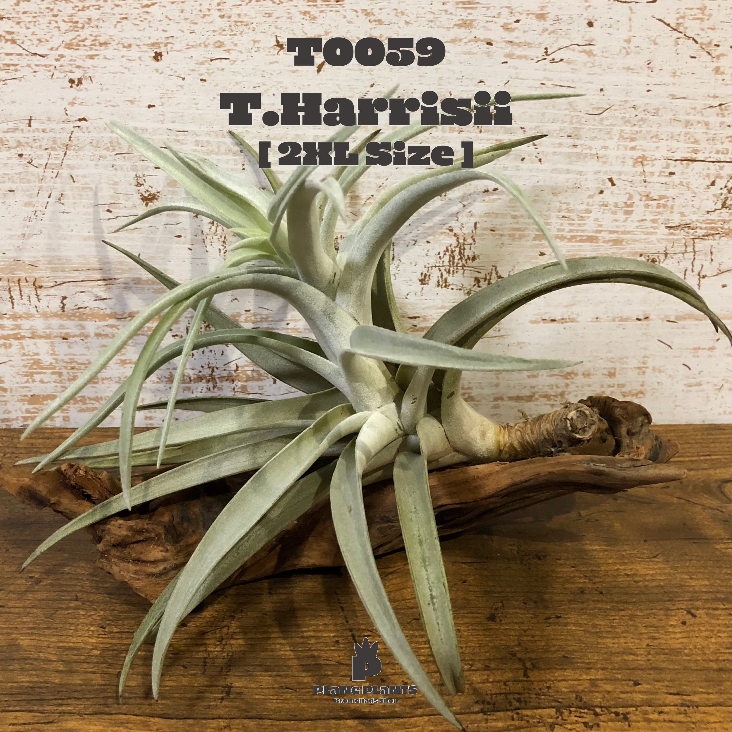 送料無料】ハリシーXXL〔エアプランツ〕現品発送T0059 | plane plants