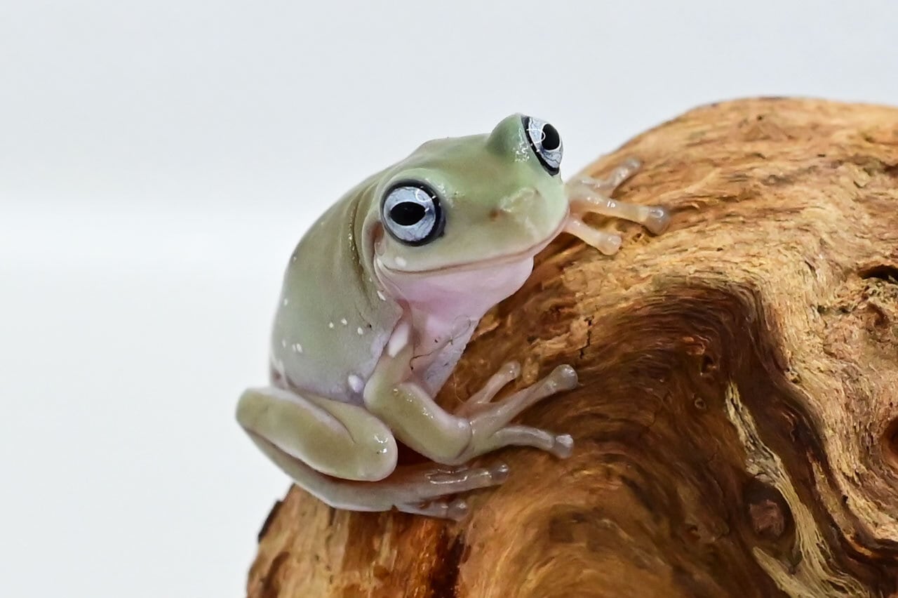 イエアメガエル ブルーアイ ヤング 1匹 | カエル通販：おたま商会