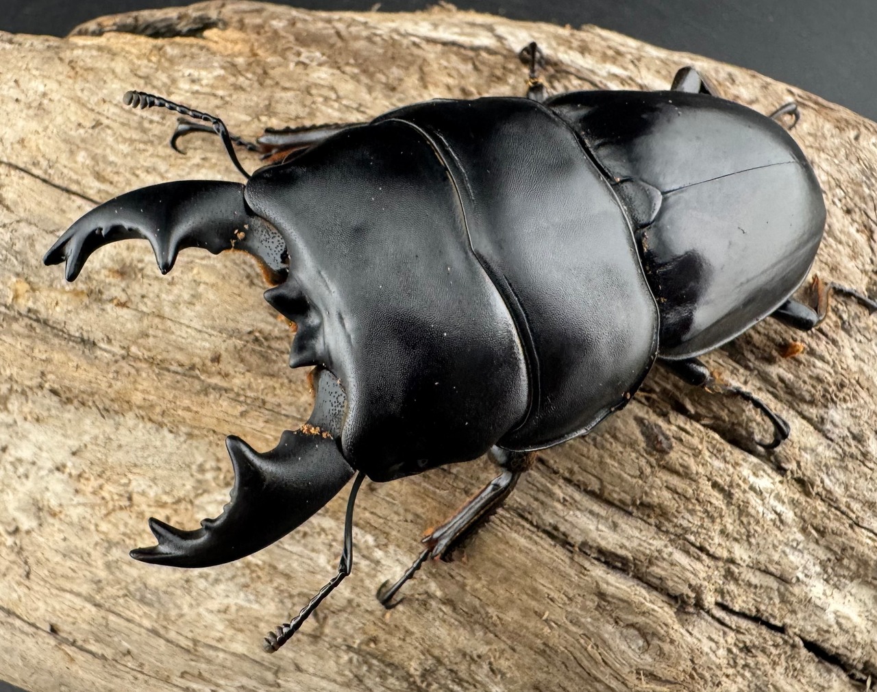 【WD】《アルキデスヒラタ ベンクール産 短歯 73mm ペア》