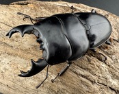 【WD】《アルキデスヒラタ ベンクール産 短歯 73mm ペア》