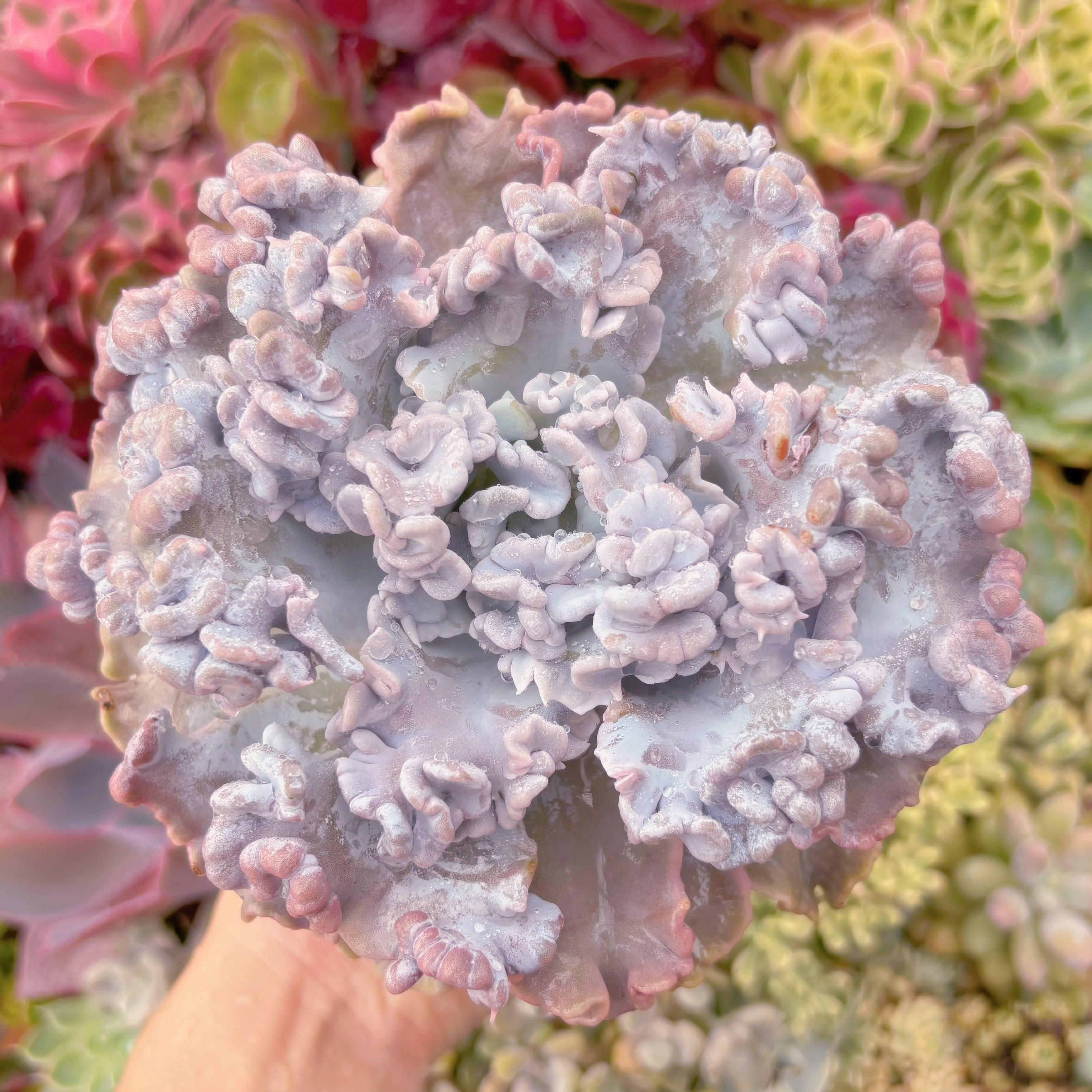 現品　クリスペートビューティー#915　特大苗　るる農園